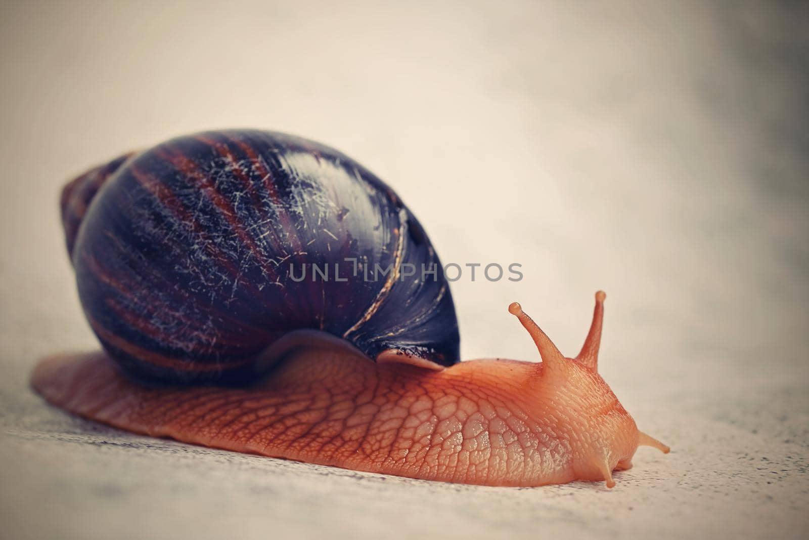 African snail. Beautiful detail of terrestrial snail - terrarium animal.
(Achatina Achatina)