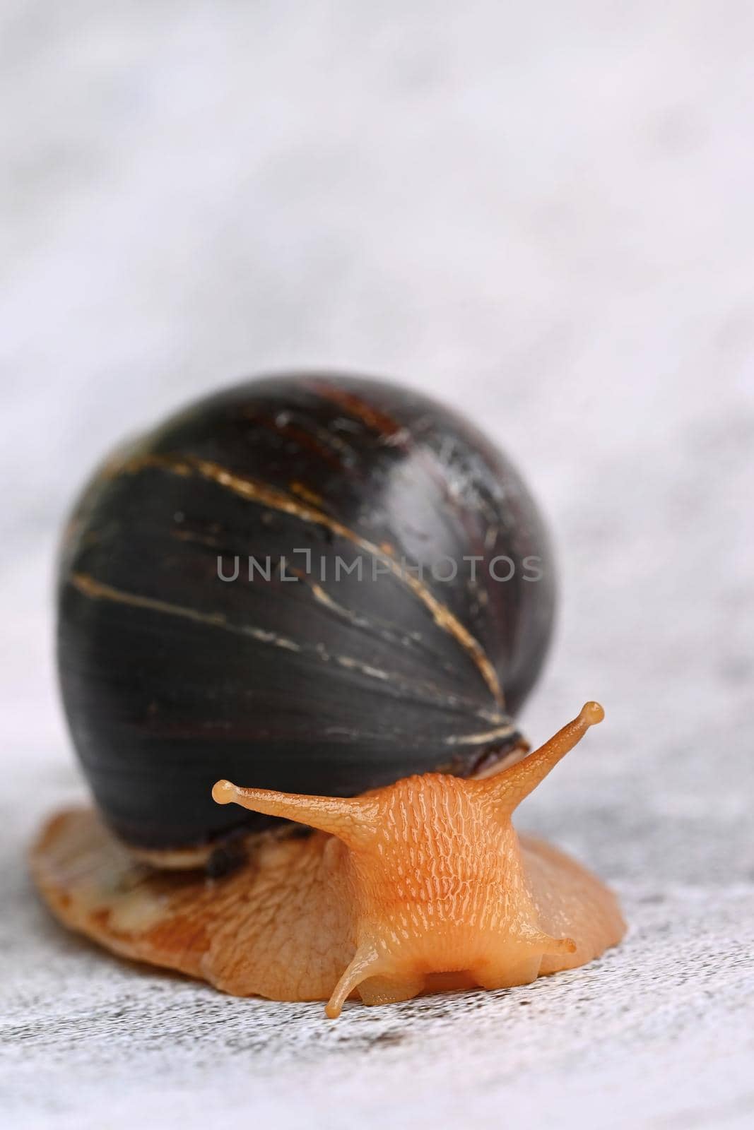 African snail. Beautiful detail of terrestrial snail - terrarium animal. by Montypeter