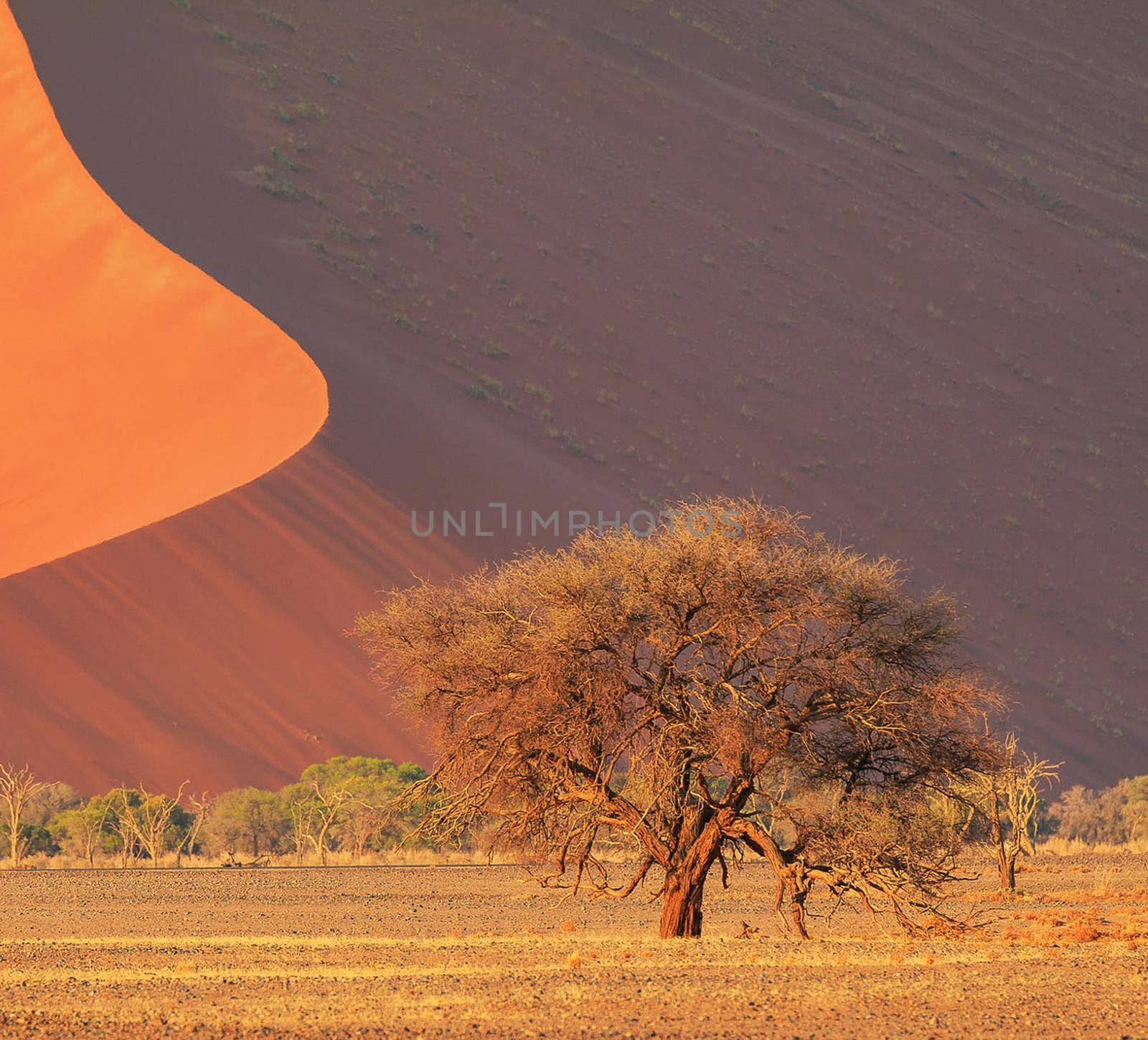 Beautiful pictures of Namib Desert by TravelSync27