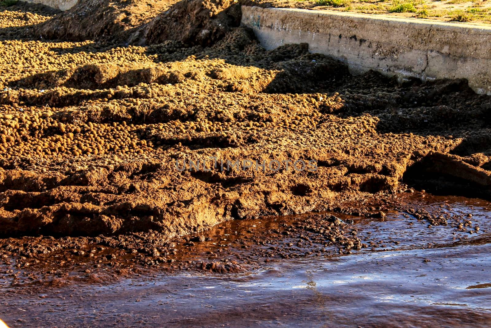 Oceanic Posidonia remains on the shore after the storm in Santa Pola, Spain
