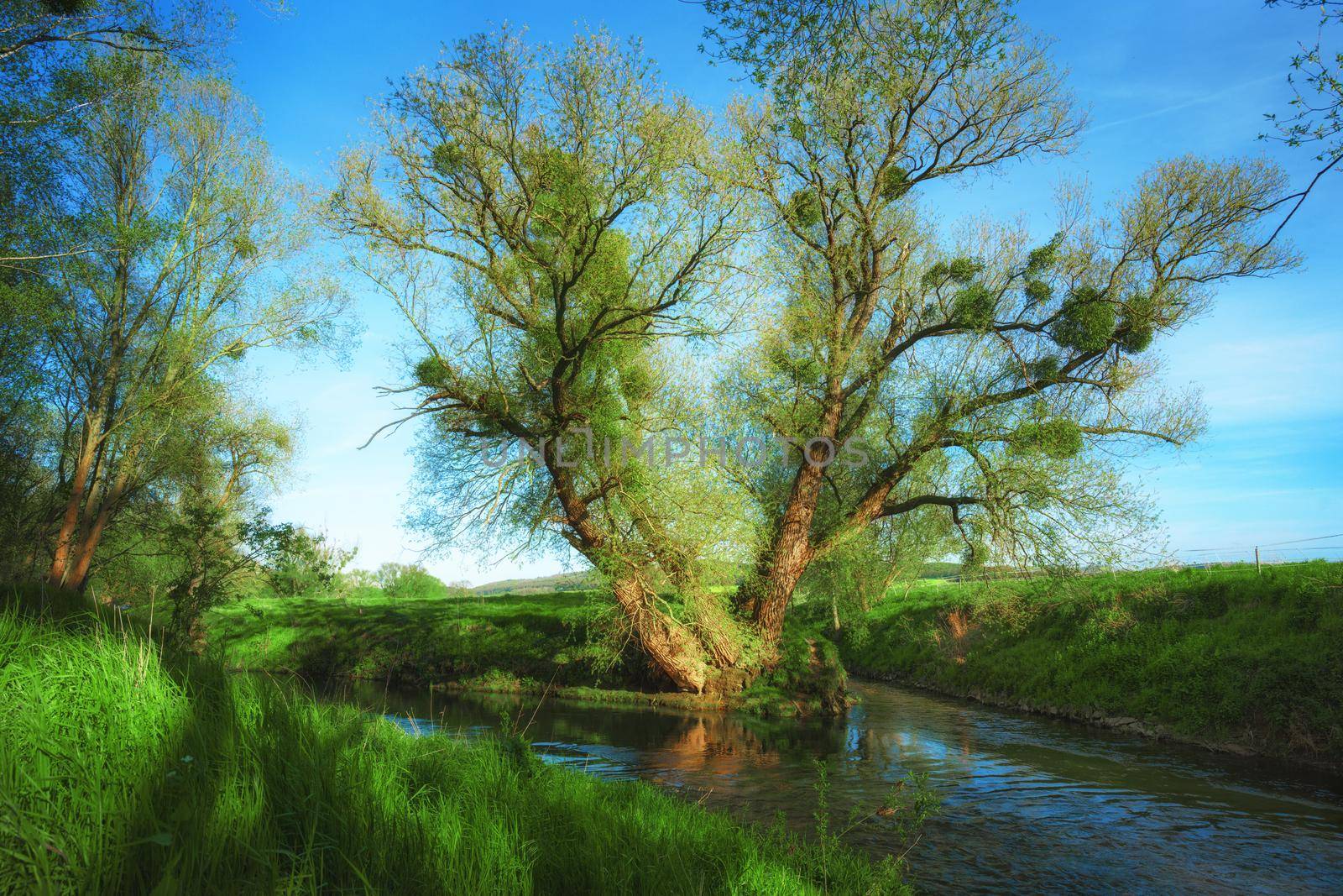 A tree at a fork in the river in the sunset