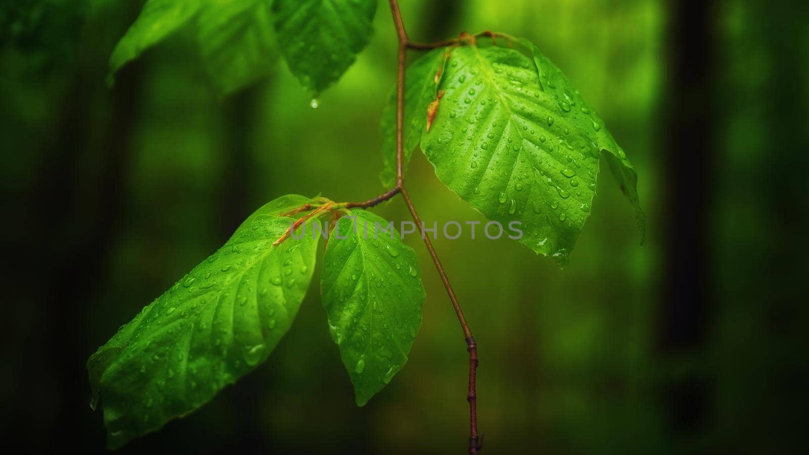 Deep green leaves in a forest covered with water droplets