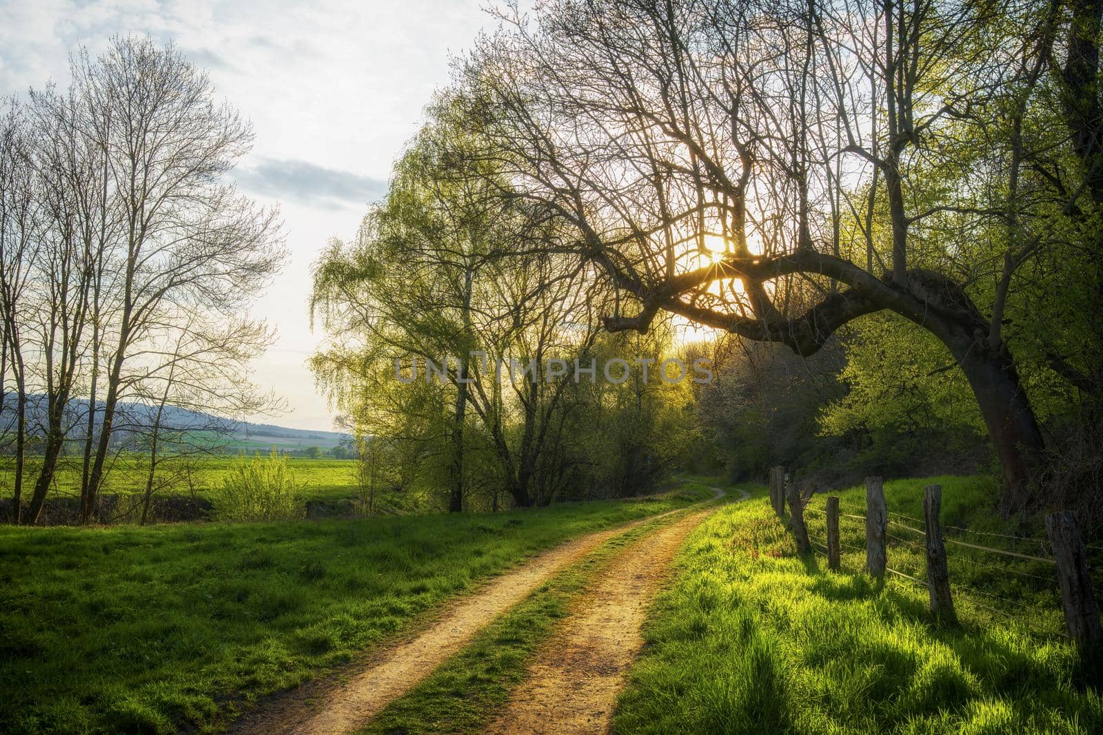 An idyllic path in a forest at sunset in spring