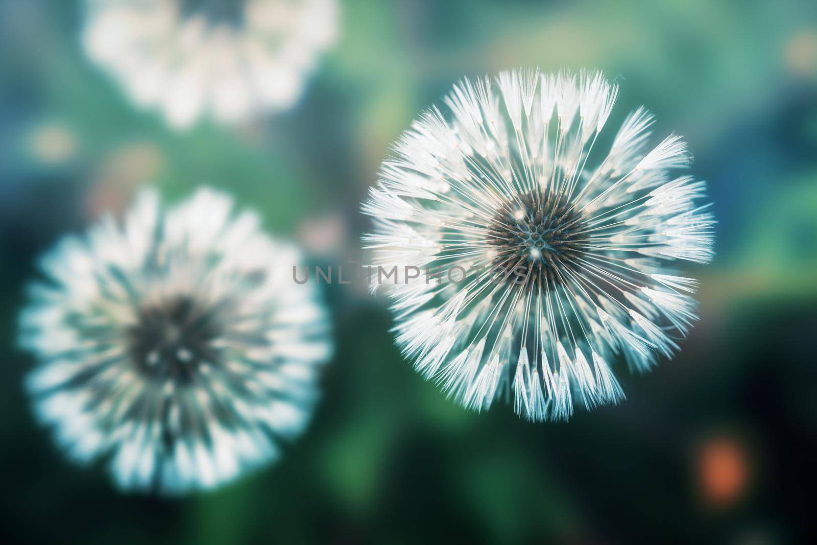 Dandelions photographed from above in a greenish atmosphere