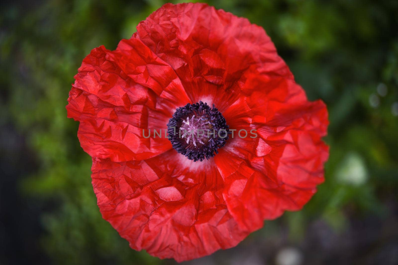 Close up from above of a red flower head of a poppy