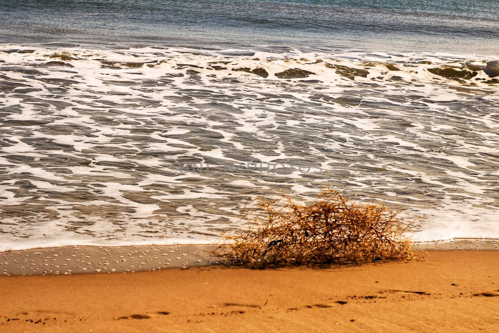 Dry plant pushed by the wind on the shore