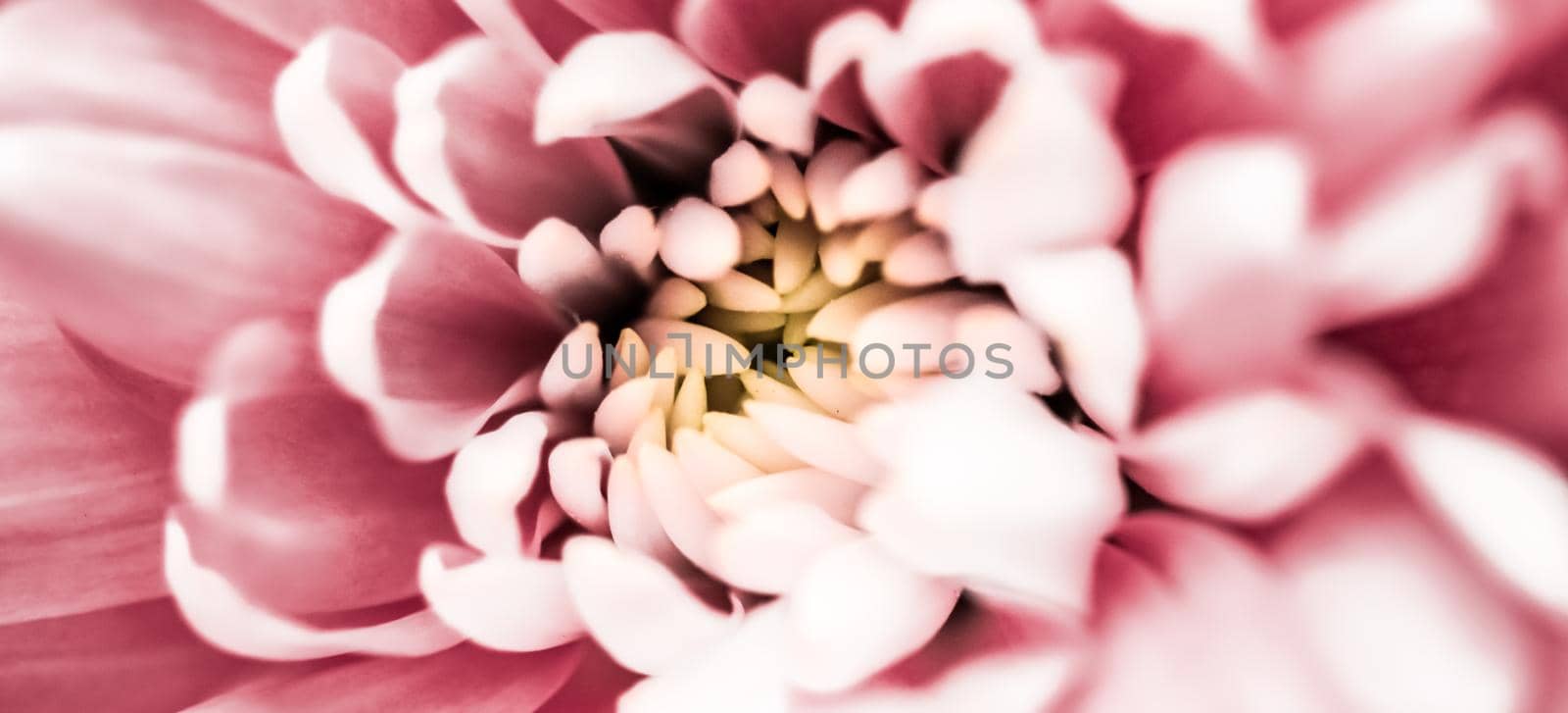 Pink daisy flower petals in bloom, abstract floral blossom art background, flowers in spring nature for perfume scent, wedding, luxury beauty brand holiday design by Anneleven