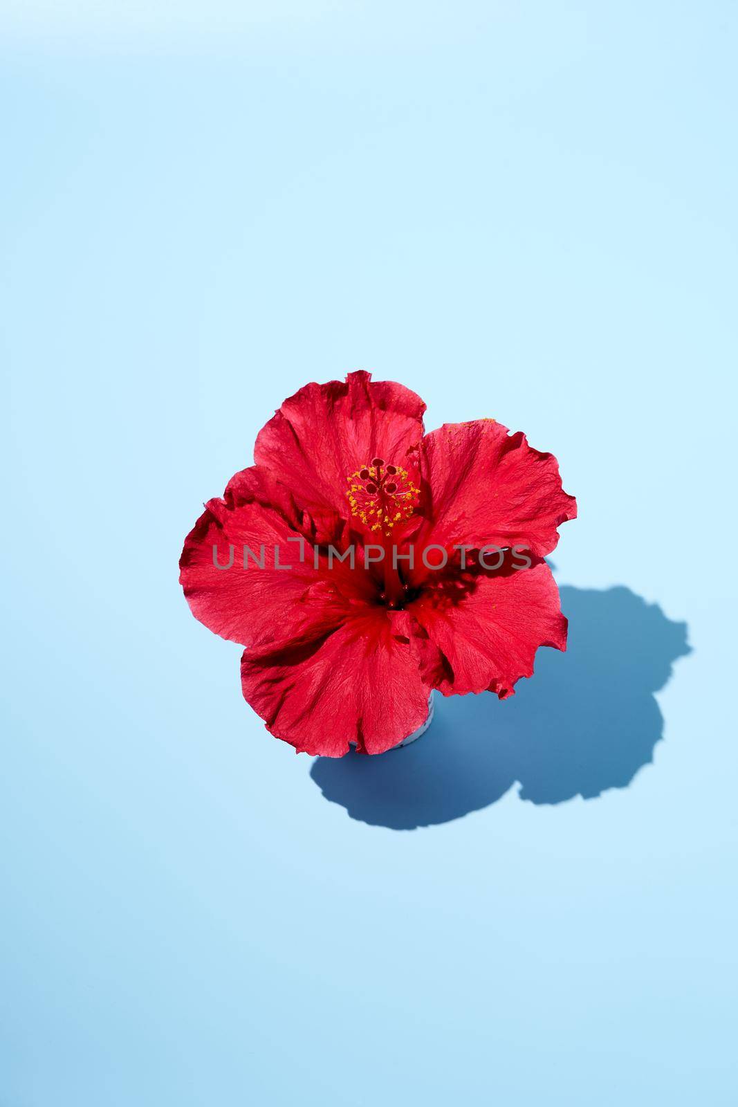 Trendy summer pop art design of a hibiscus flower from top view. Copy space. High quality photo