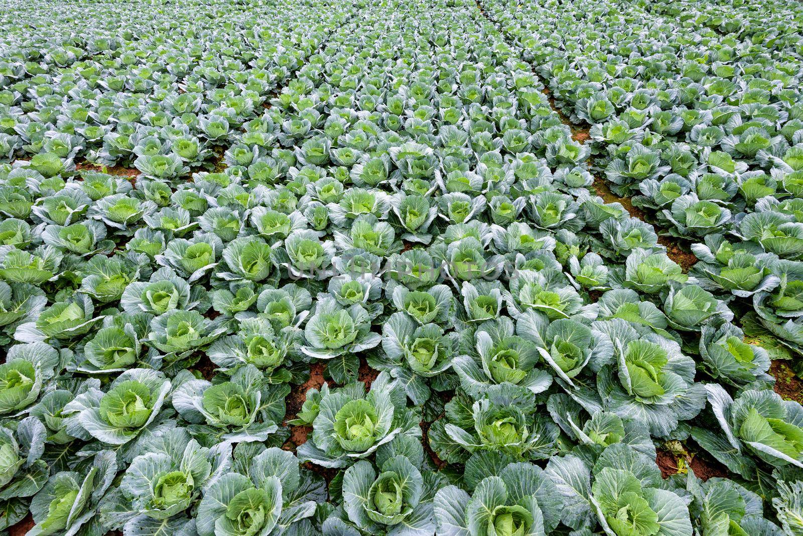 Plantation of Cabbage or Brassica oleracea beautiful nature rows of green vegetables in the cultivated area, agriculture in rural on the high mountain at Phu Thap Berk, Phetchabun Province, Thailand