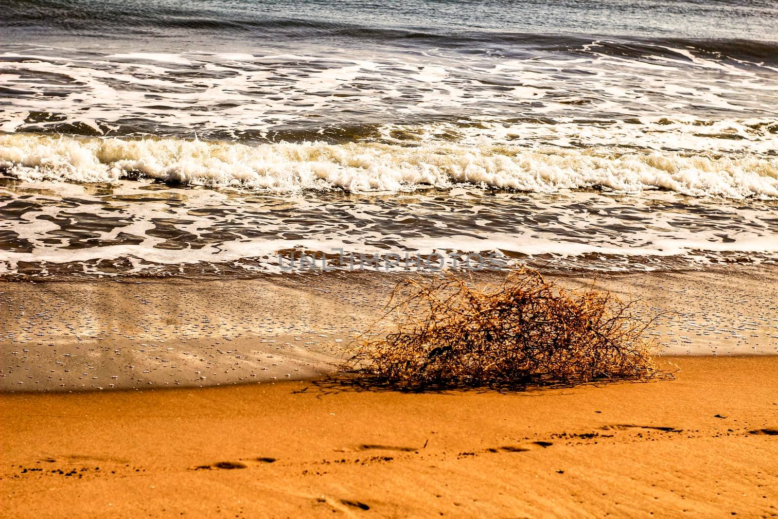 Dry plant pushed by the wind on the shore in summer