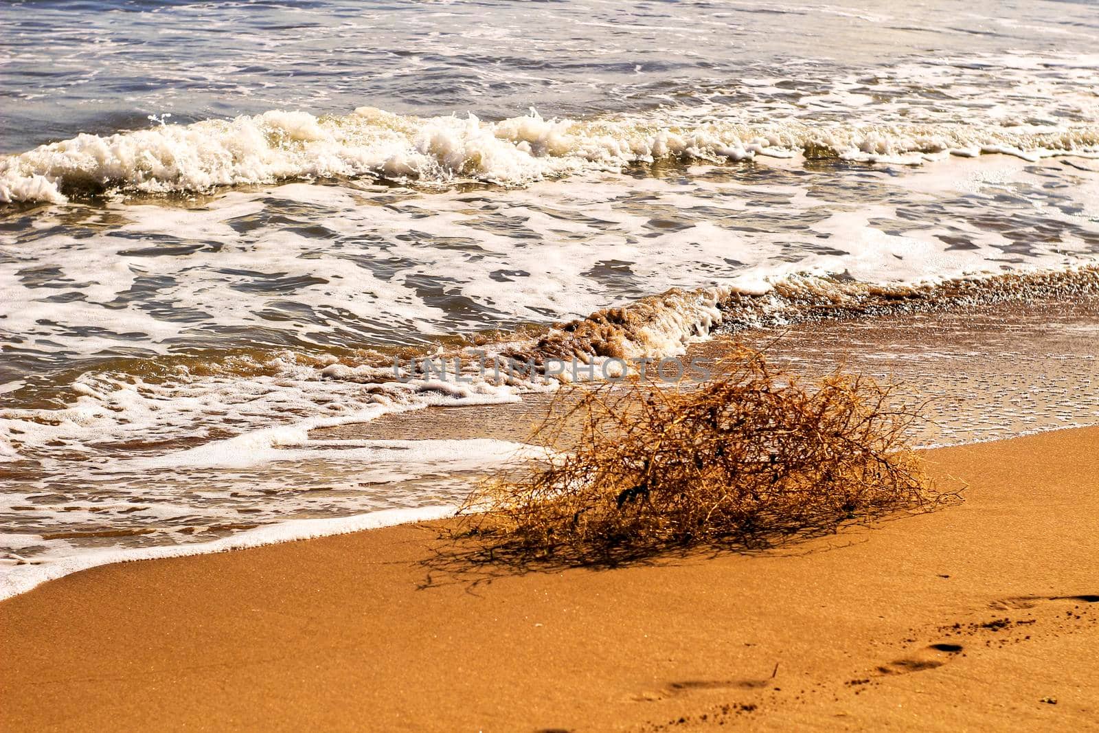 Dry plant pushed by the wind on the shore in summer