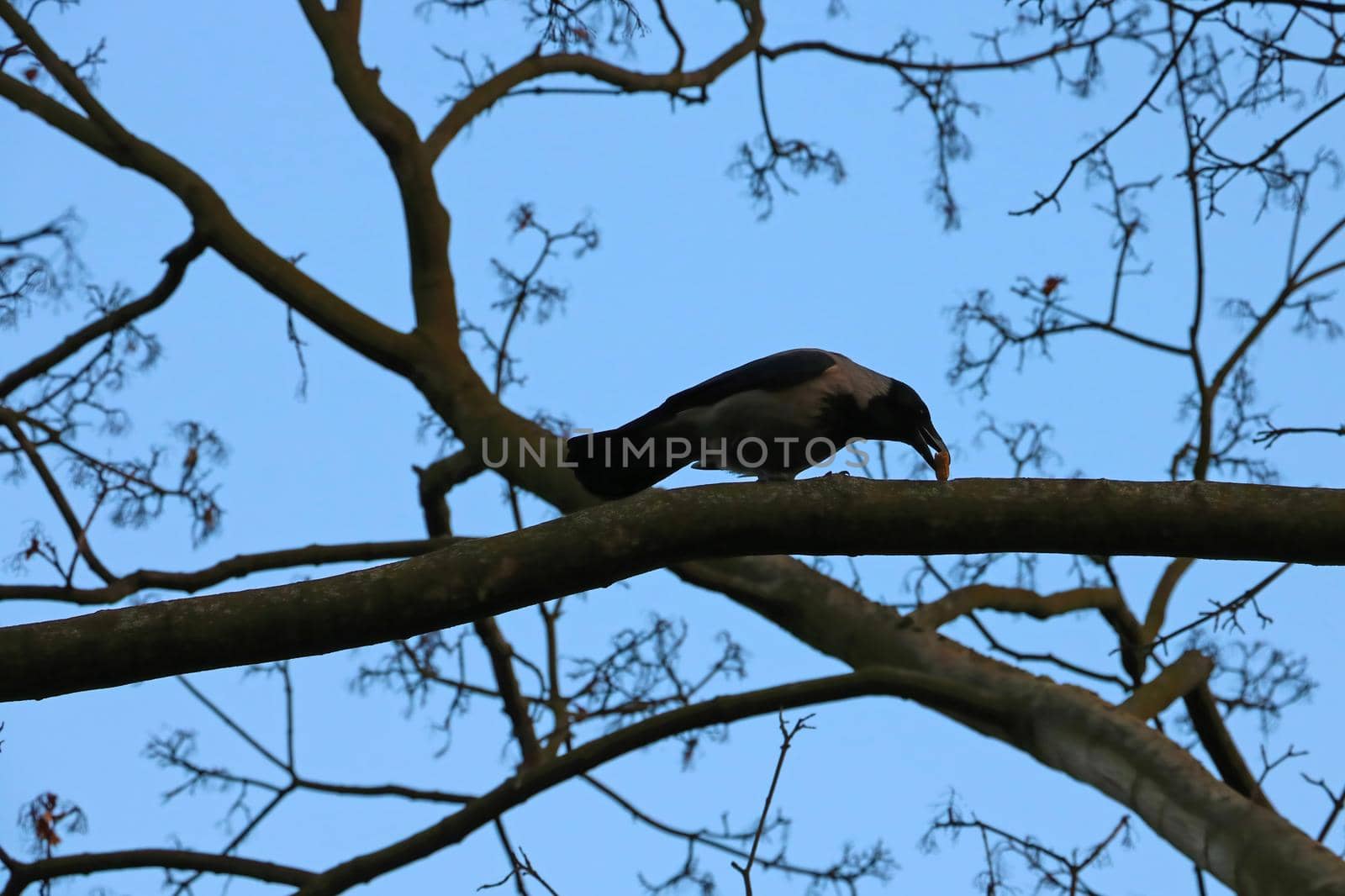 A crow sits on a tree and holds food in its beak. by kip02kas