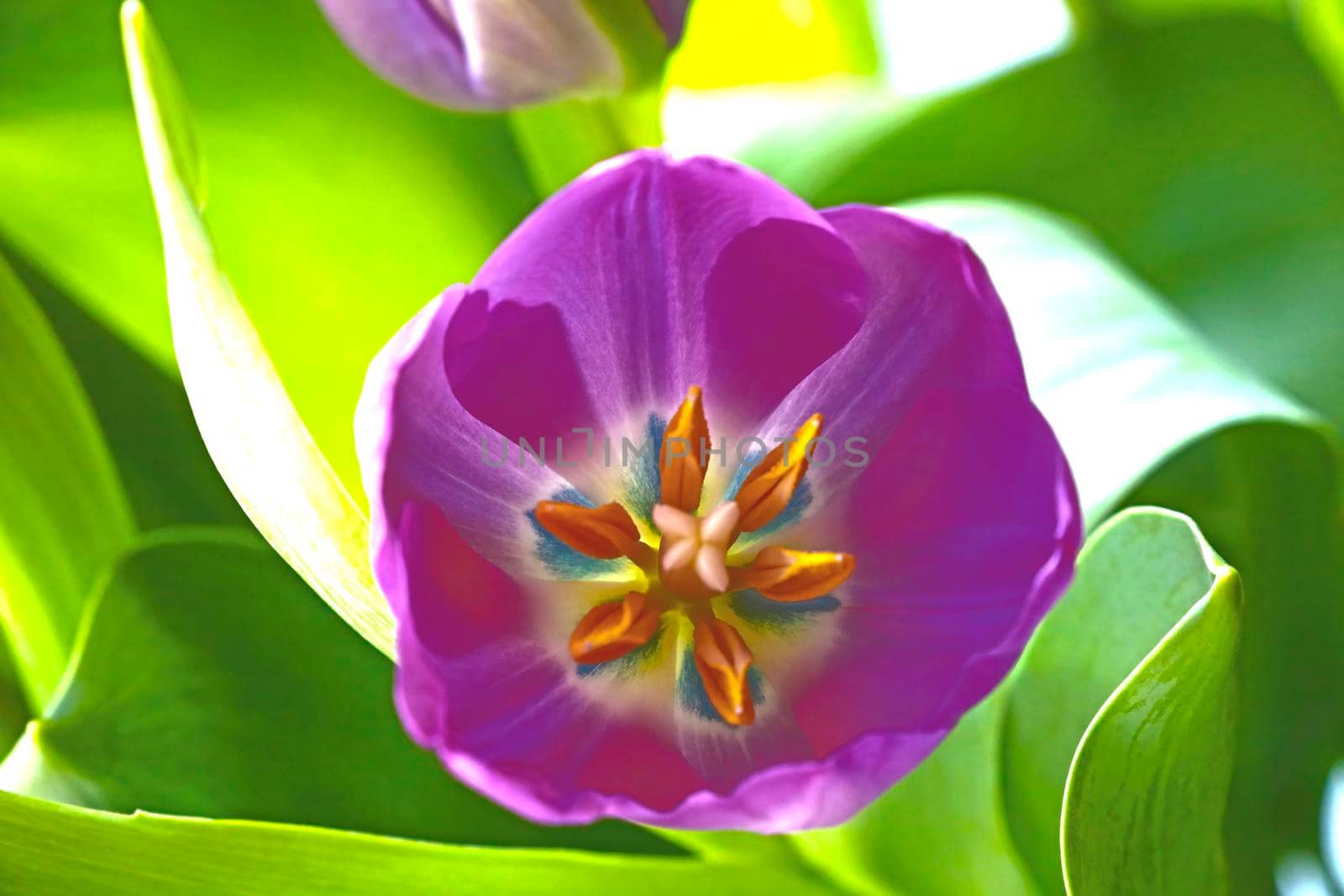 Beautiful purple blooming tulips in the garden