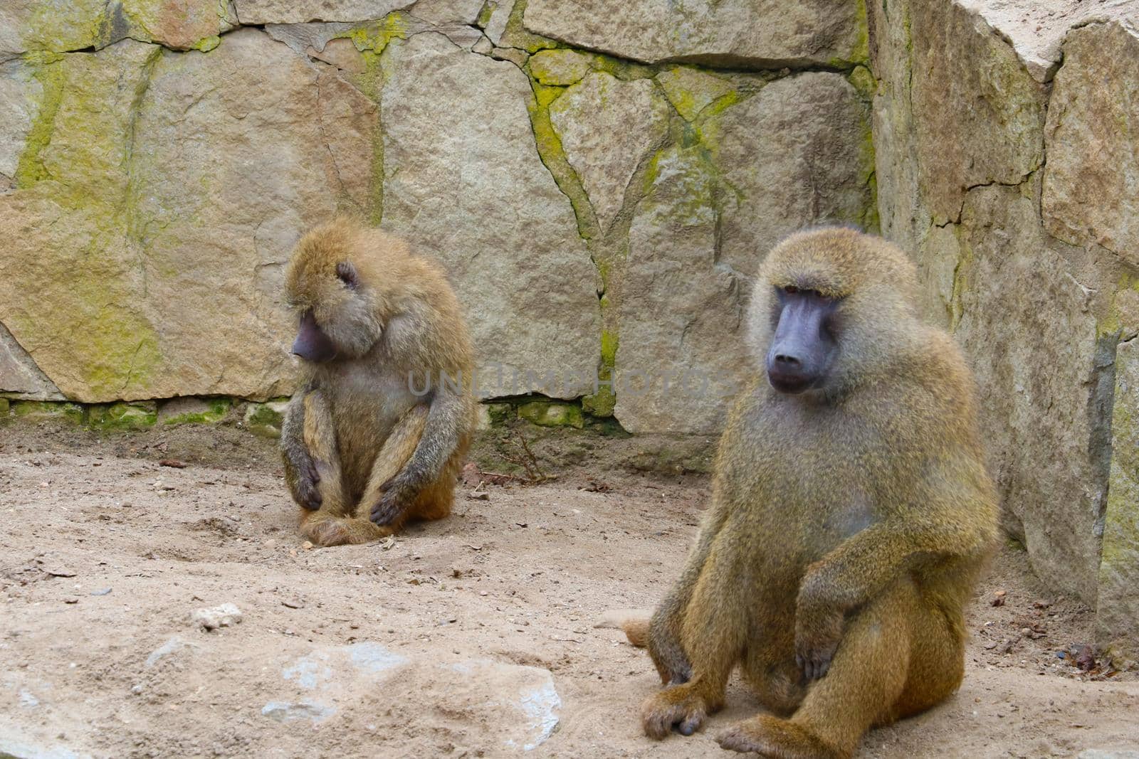 Close-up of two adult monkeys sitting on the ground. by kip02kas