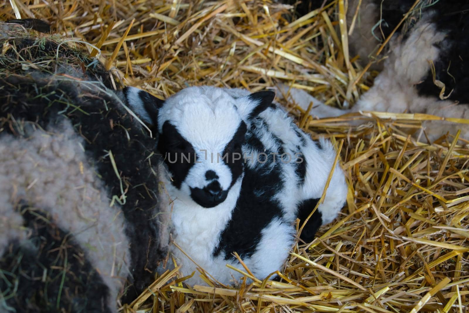 The little lamb lies beside the mother with her eyes closed