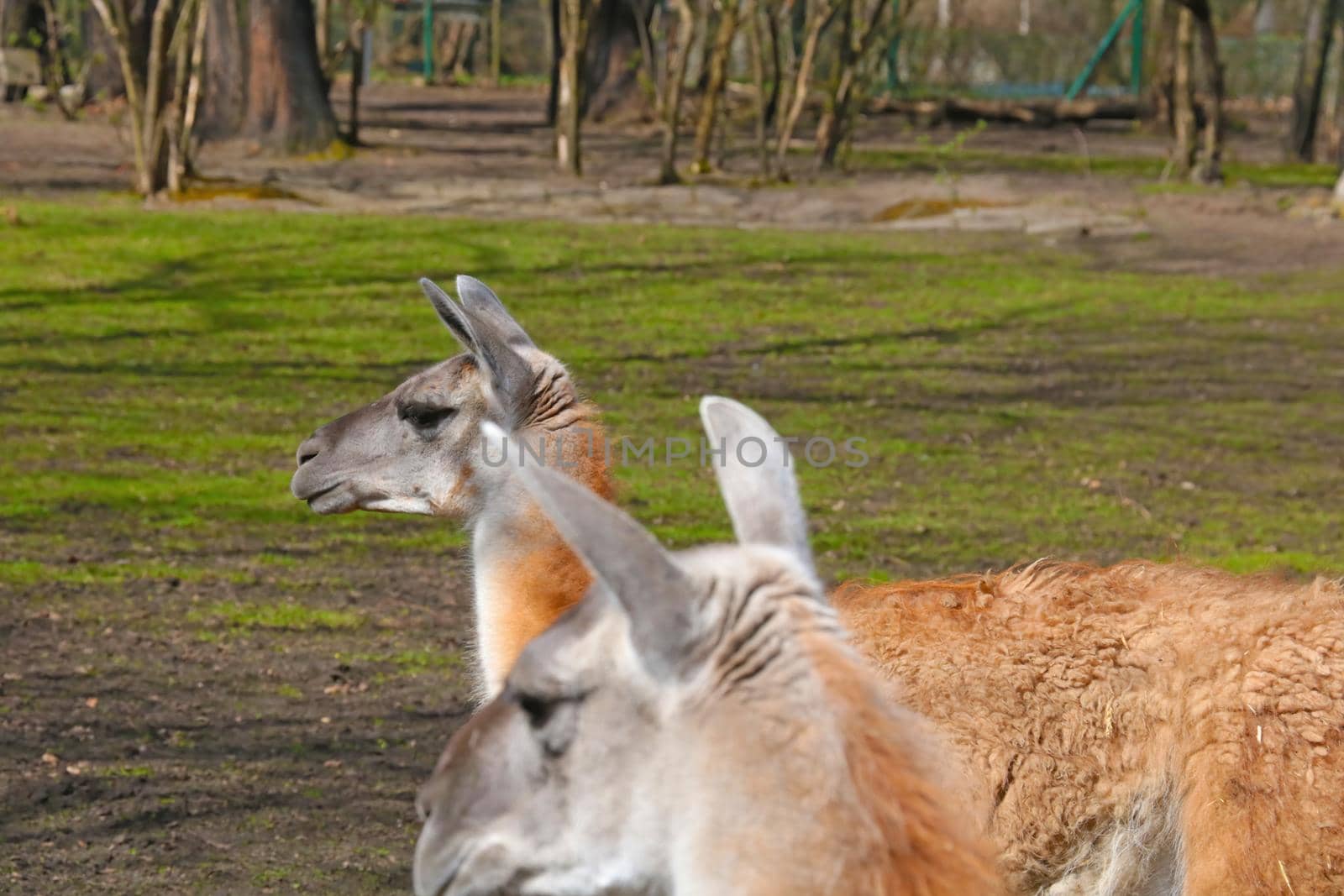 Beautiful two adult llamas in the park in spring. by kip02kas