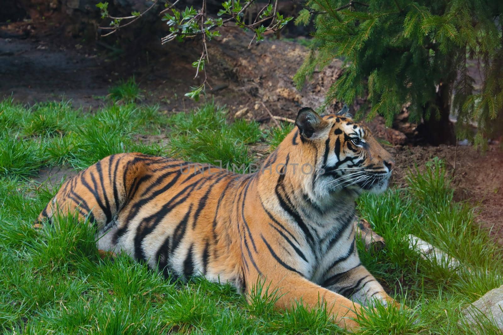 A beautiful adult tiger lies on the ground in the park