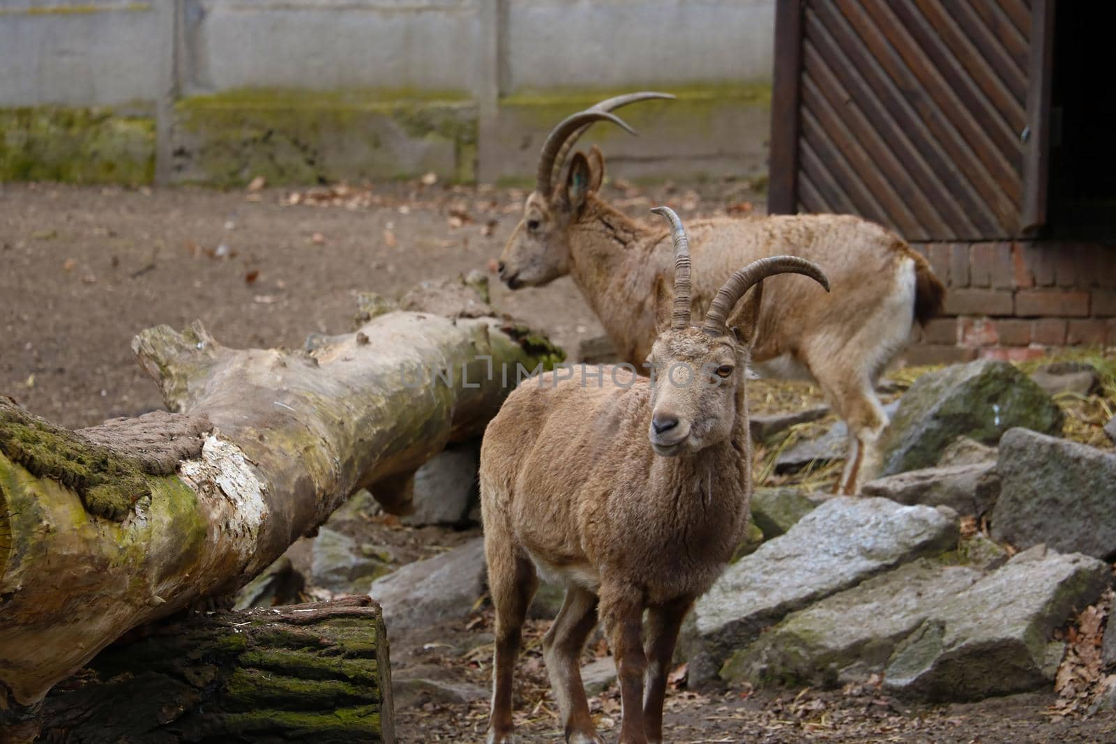 Close-up on two mountain goats in the park