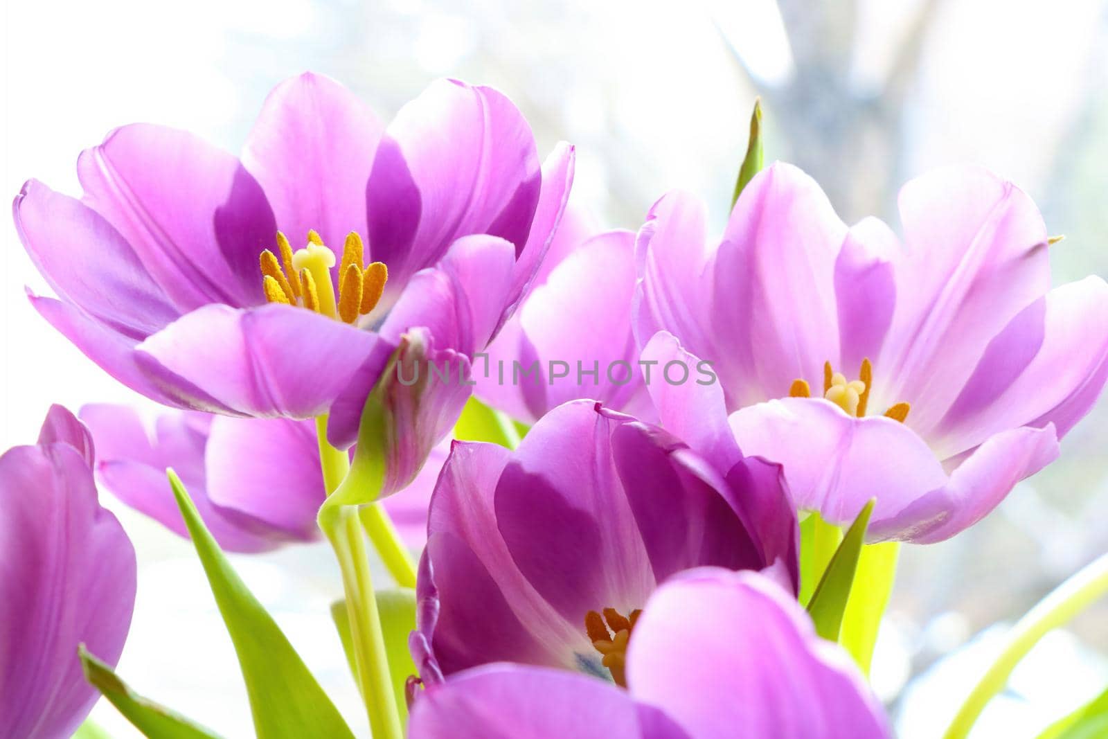 Beautiful purple blooming tulips in the garden. by kip02kas