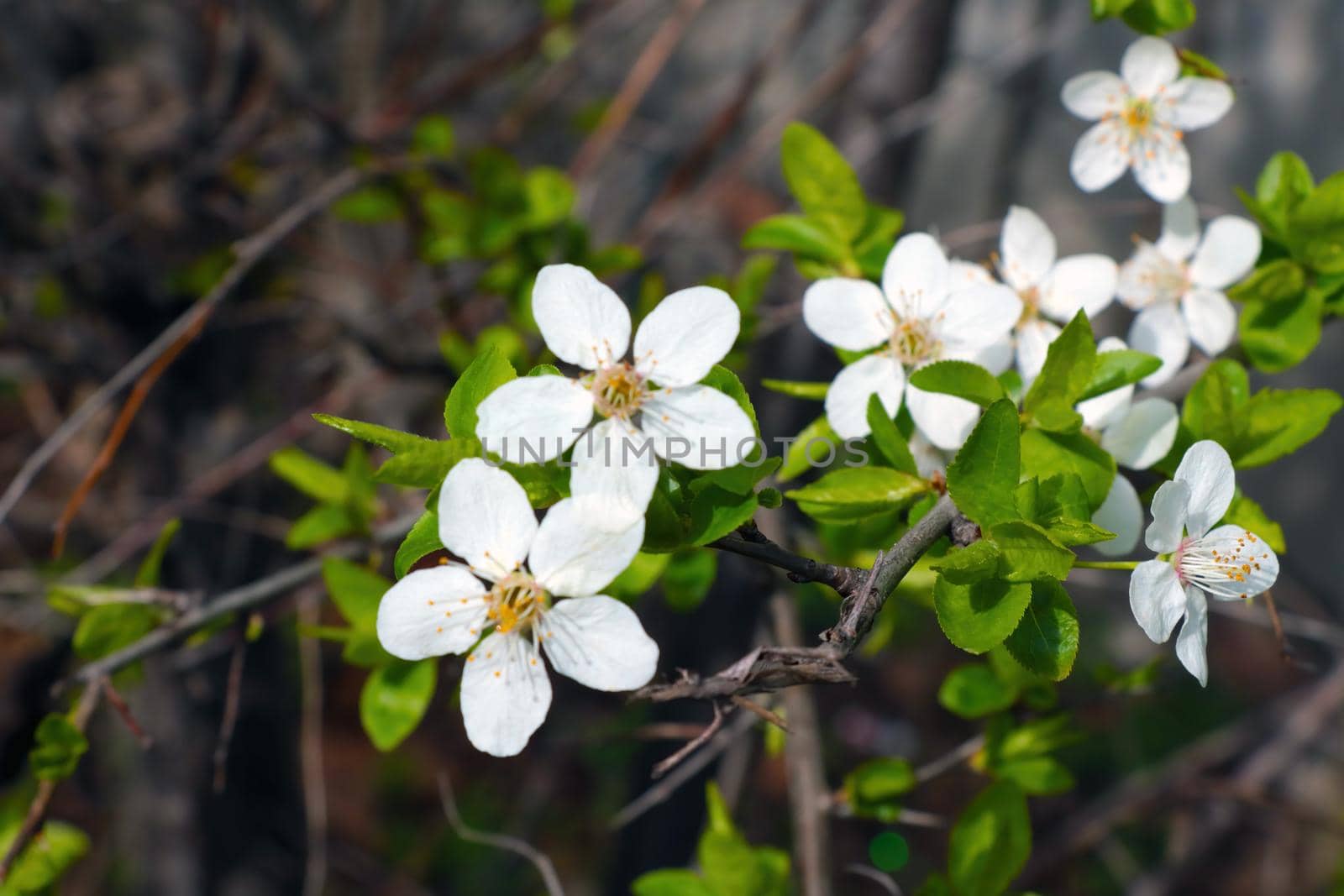 Blooming plum branch in the spring garden