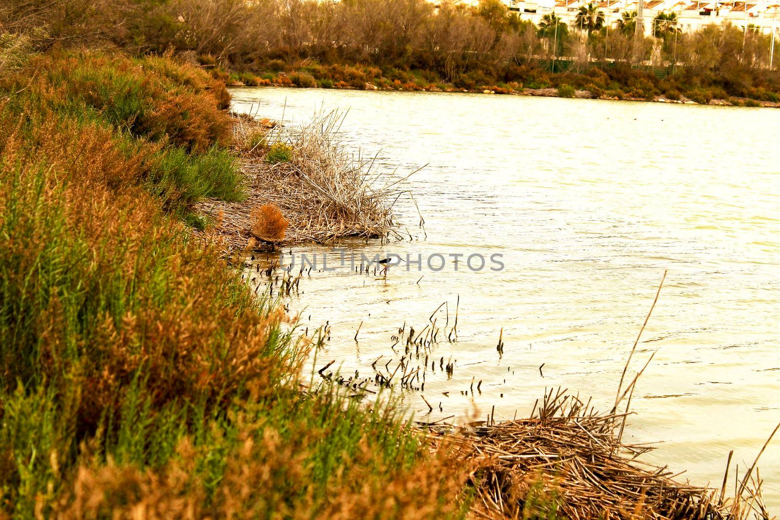 Wetlands of Santa Pola on a cloudy day of winter. Santa Pola in the background