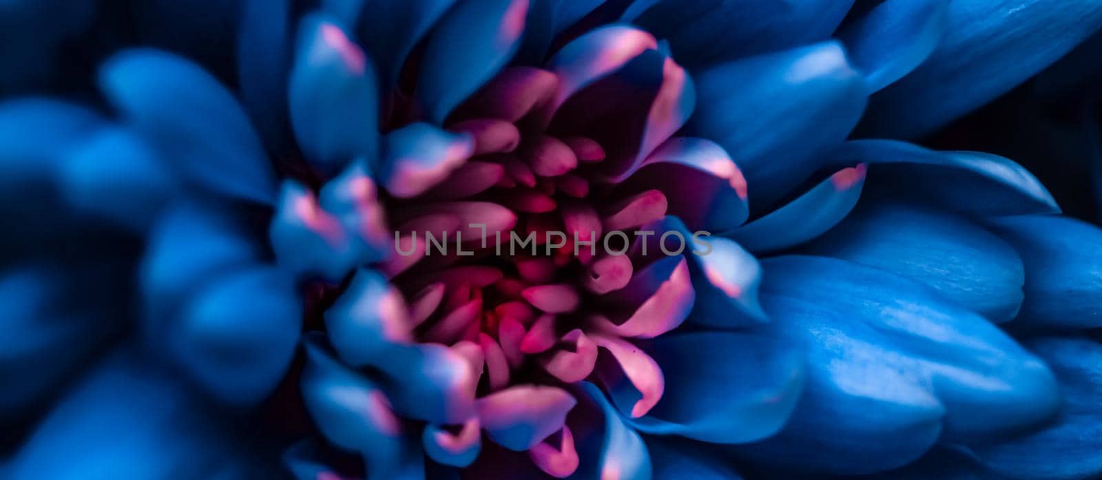 Flora, branding and love concept - Blue daisy flower petals in bloom, abstract floral blossom art background, flowers in spring nature for perfume scent, wedding, luxury beauty brand holiday design