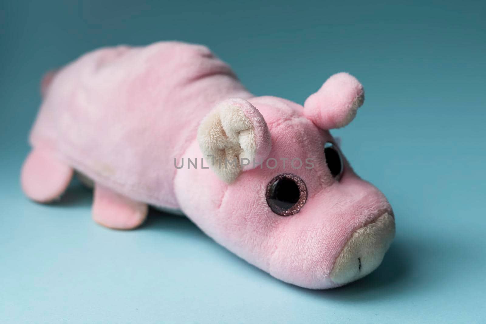Plush toy pink pig on a blue background. Indoors, day light Front view. by Essffes