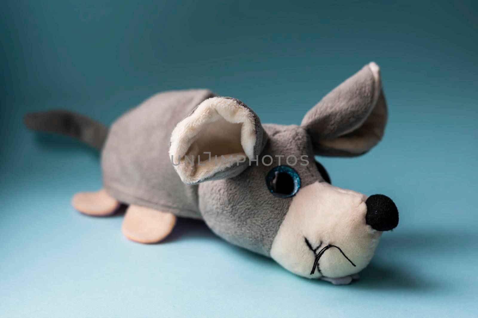 Plush toy gray dog on a blue background. Indoors, day light Front view. by Essffes