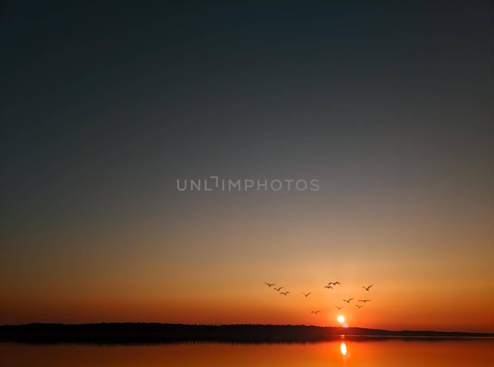 flying birds against the background of the sunset over the river