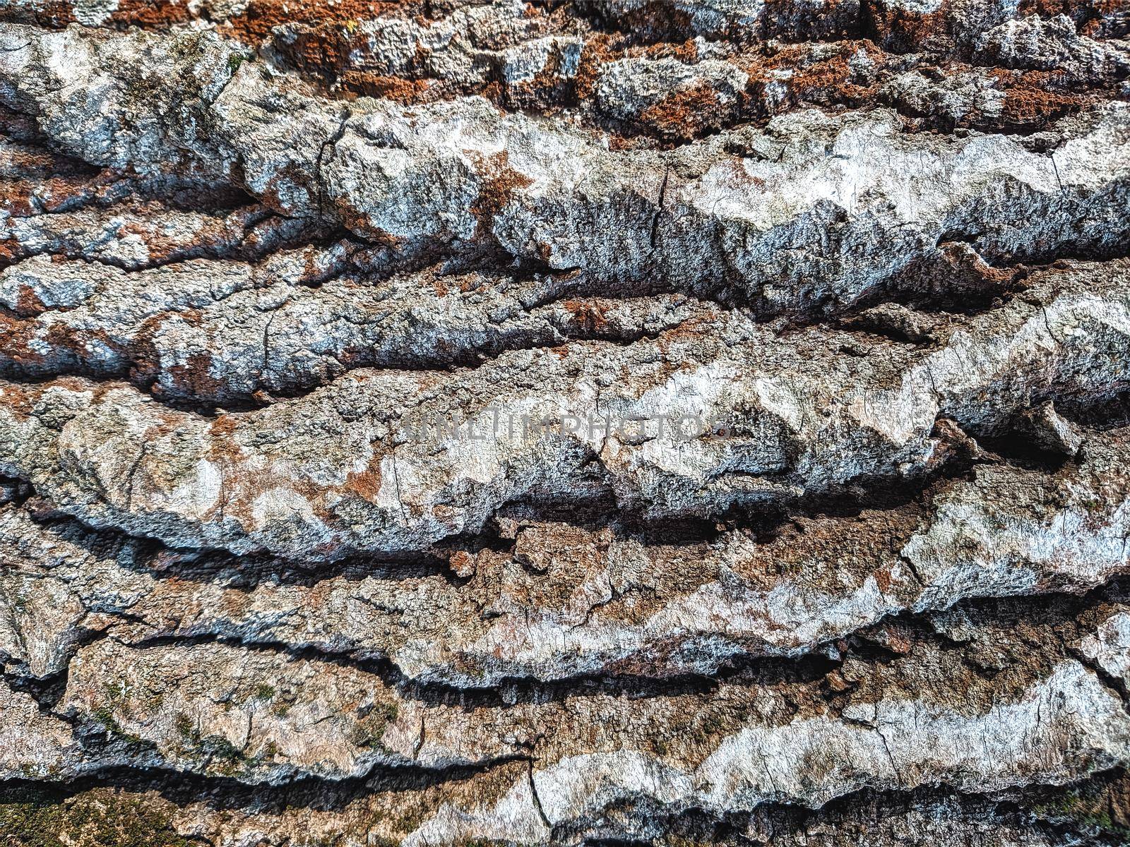Close up of old wood texture, surface tree bark by Nickstock