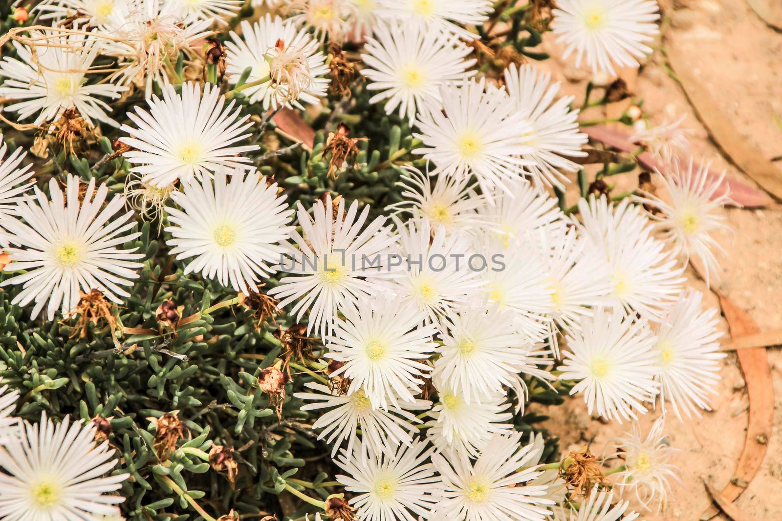 Beautiful Mesembryanthemum Crystallinum white flowers under the sun in Spring