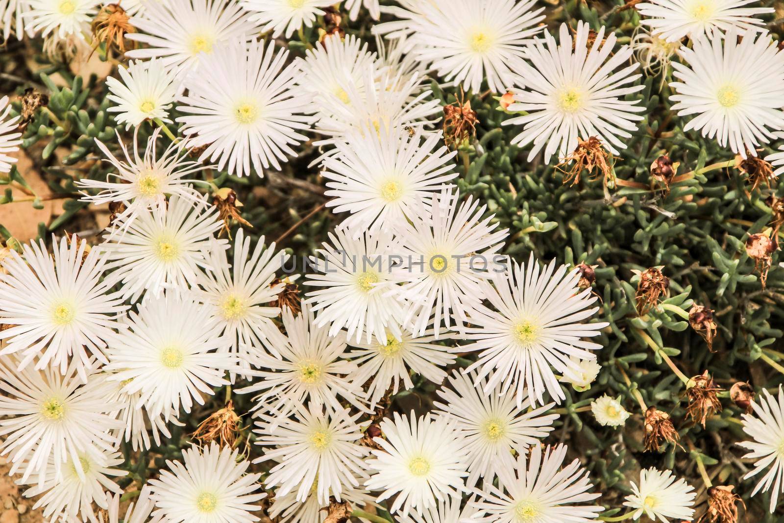 Beautiful Mesembryanthemum Crystallinum white flowers under the sun in Spring