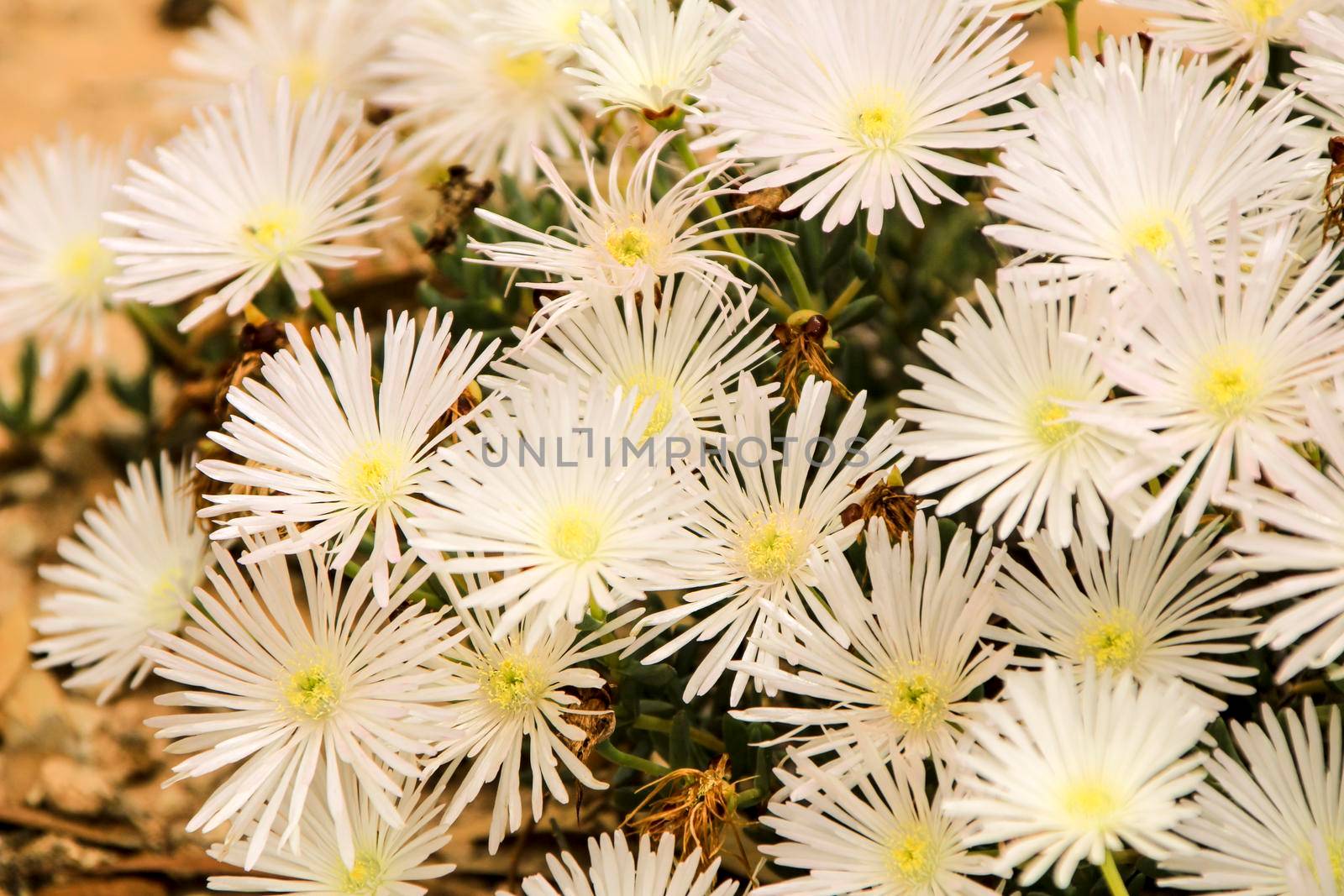 Beautiful Mesembryanthemum Crystallinum white flowers under the sun in Spring