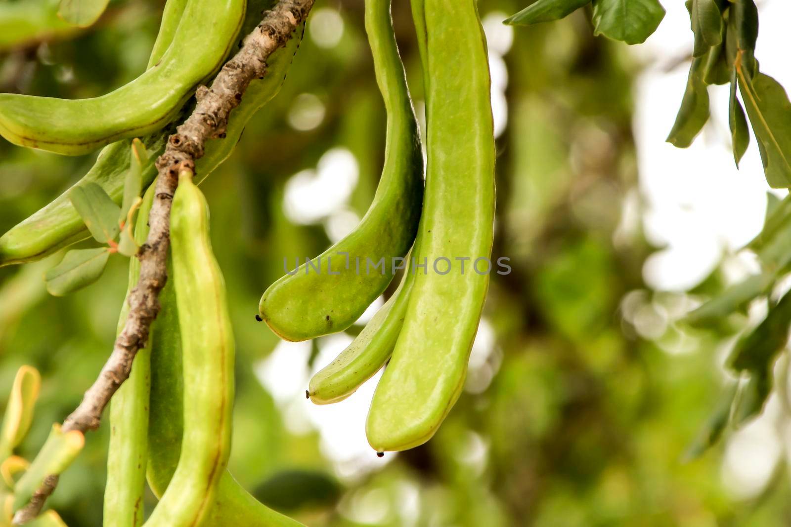 Green carob fruits hanging in Ceratonia Siliqua tree in the garden