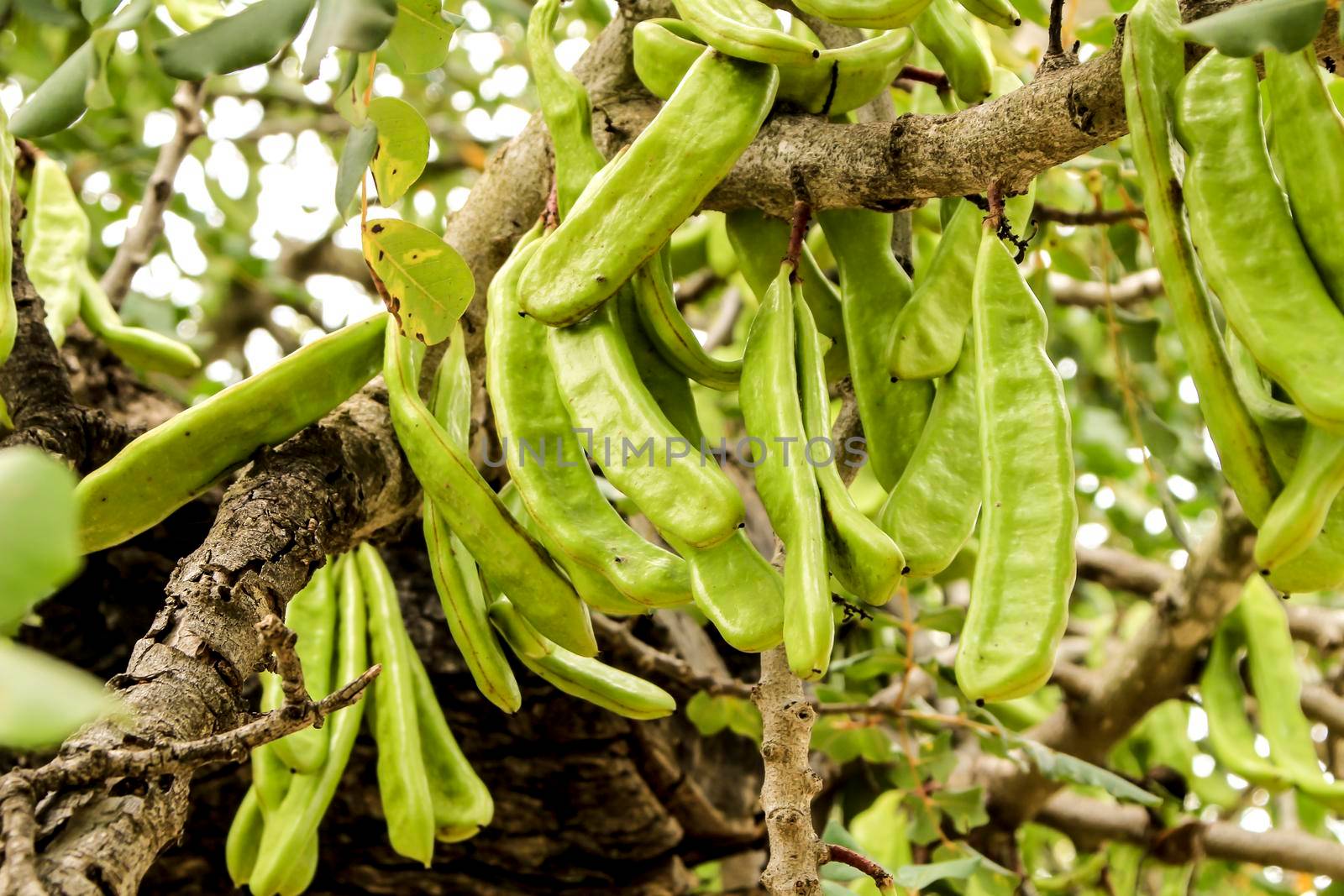 Green carob fruits hanging in Ceratonia Siliqua tree in the garden