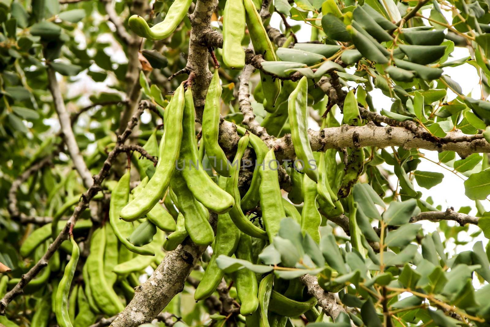 Green carob fruits hanging in Ceratonia Siliqua tree in the garden