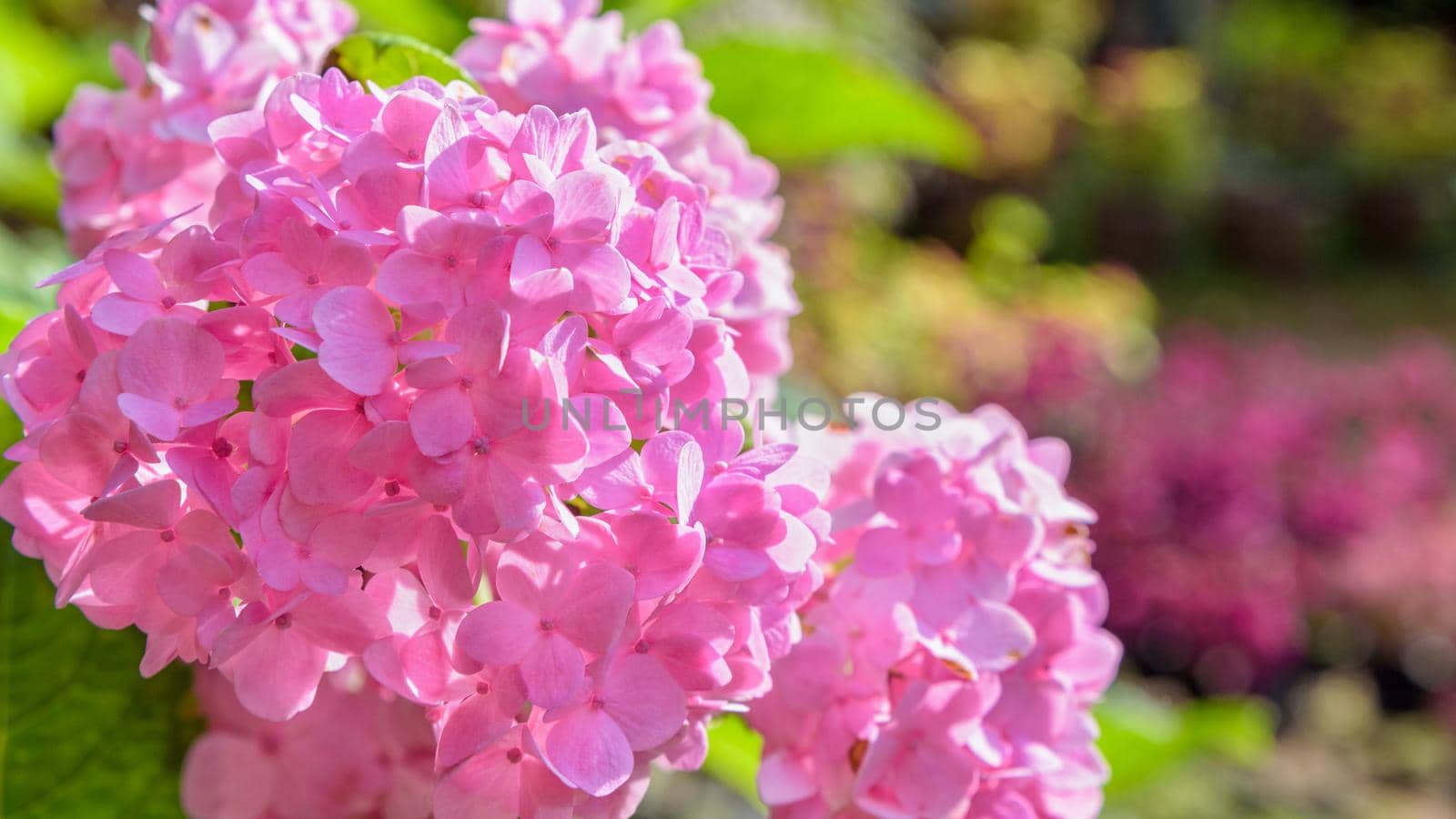 Beautiful close-up of pink Hortensia group or Hydrangea macrophylla flower, 16:9 wide screen