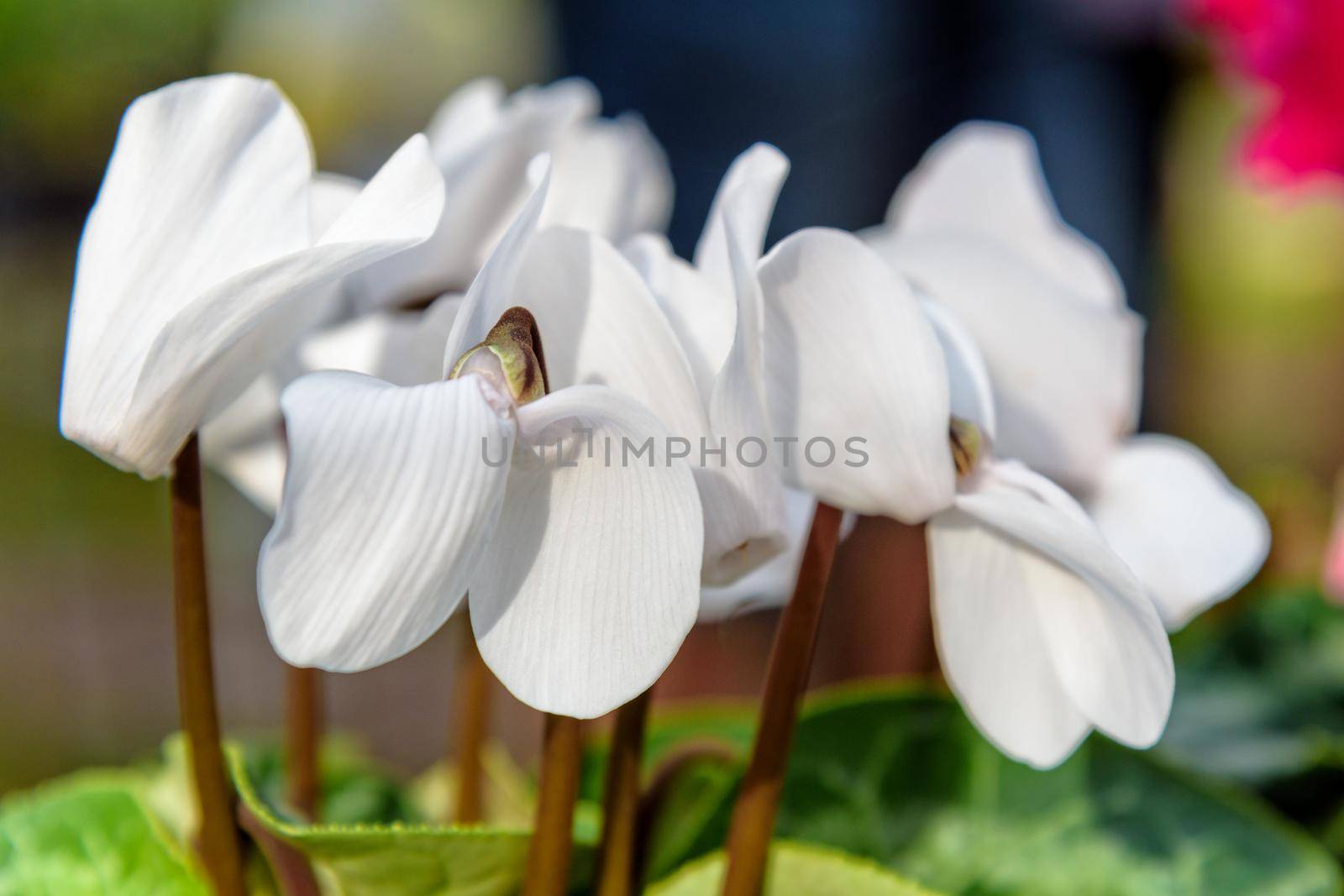 Close-up beautiful white Cyclamen, Cyclamen Persicum, Persian Cyclamen flower