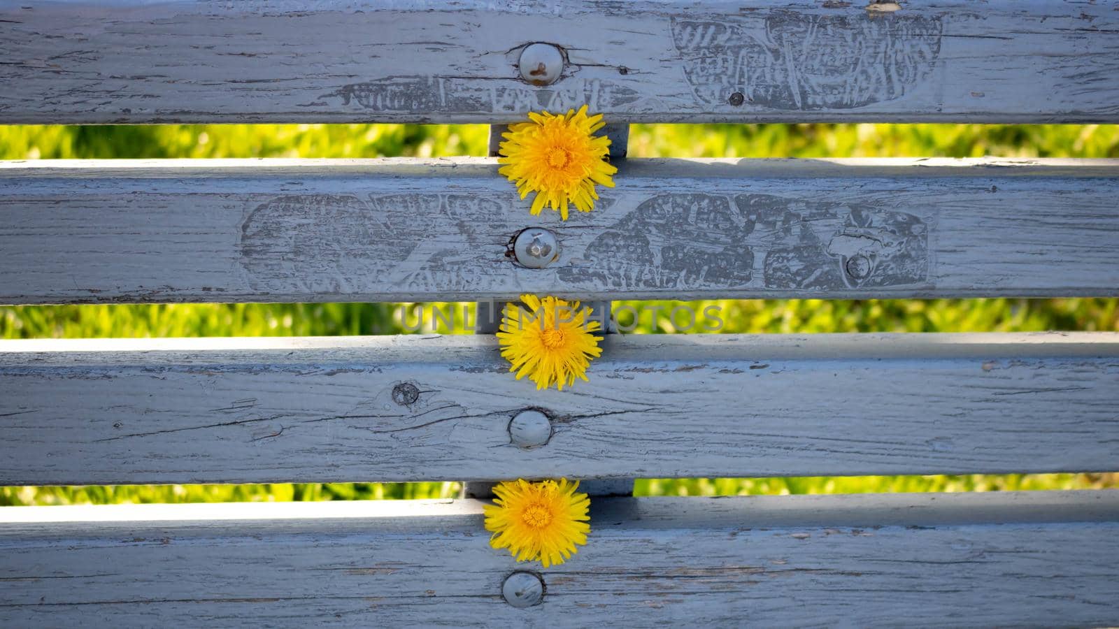 Yellow dandelion flowers on a blue wooden bench in summer.