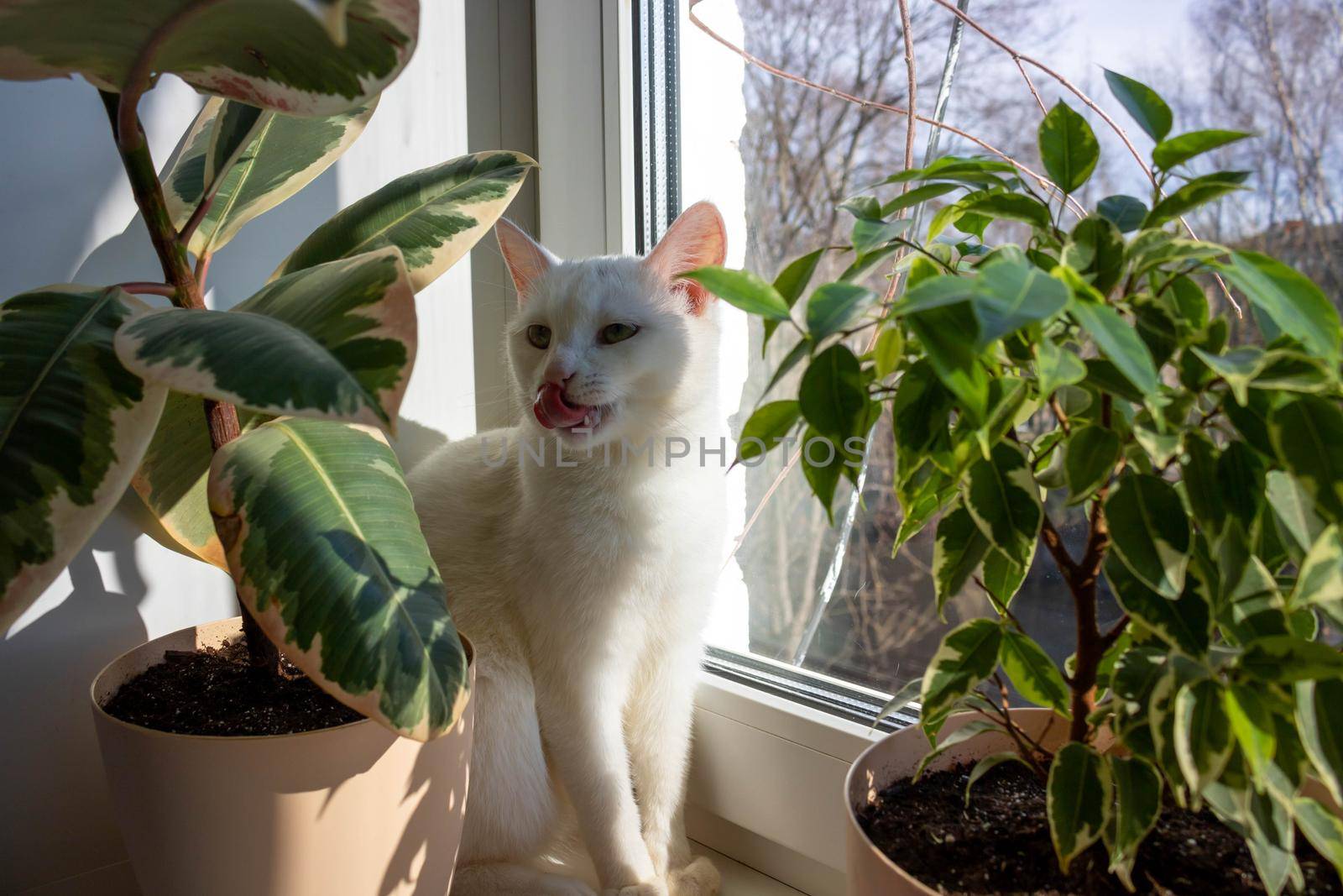 An adult white cat sits between the flower pots and licks its face. Cat on the window on a sunny day.