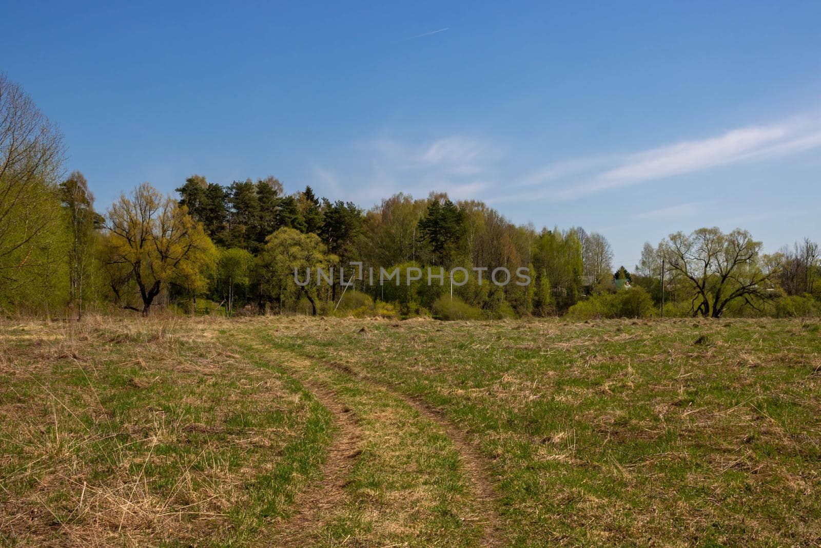 Spring forest and field road on a sunny day by lapushka62