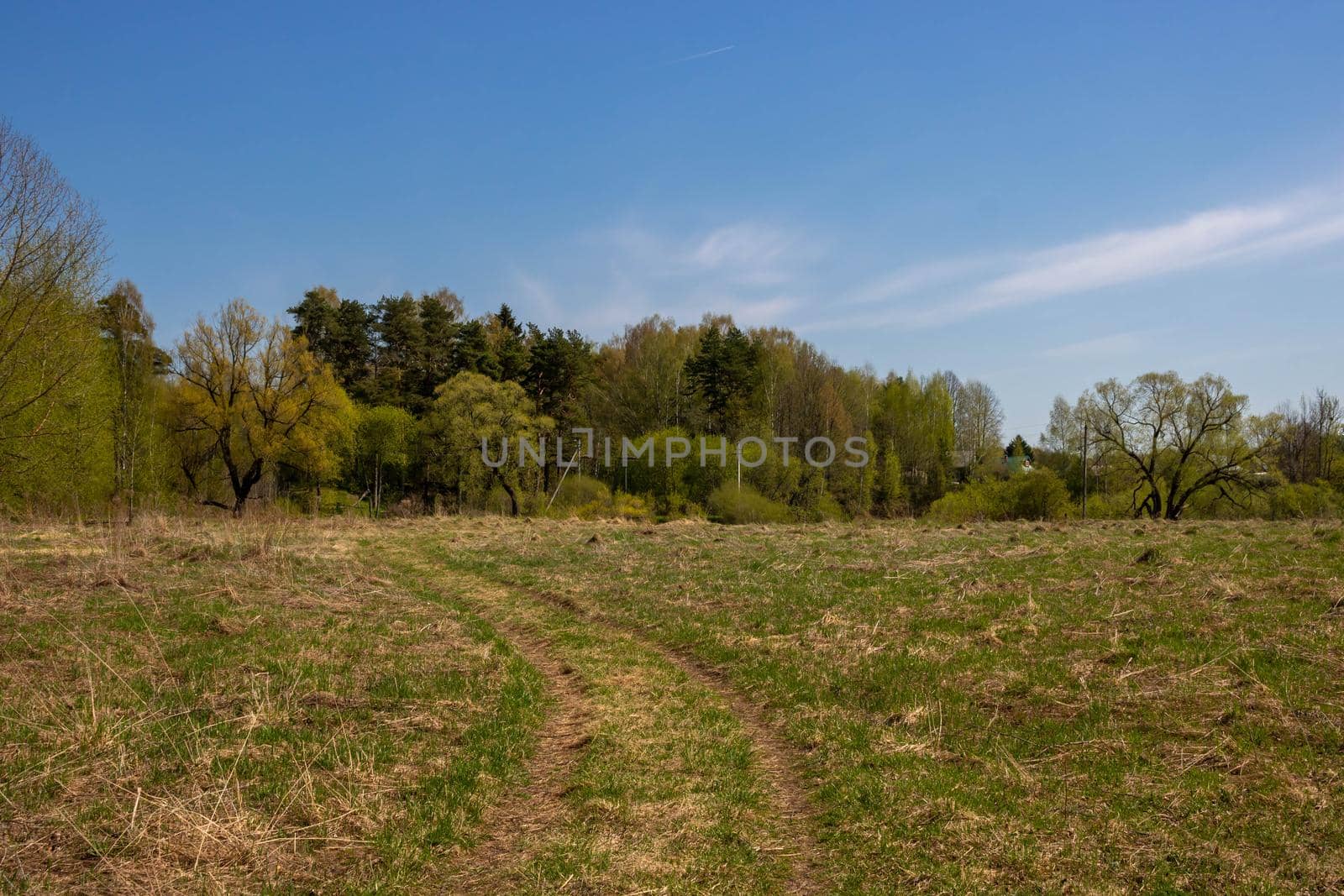 Spring forest and field road on a sunny day.