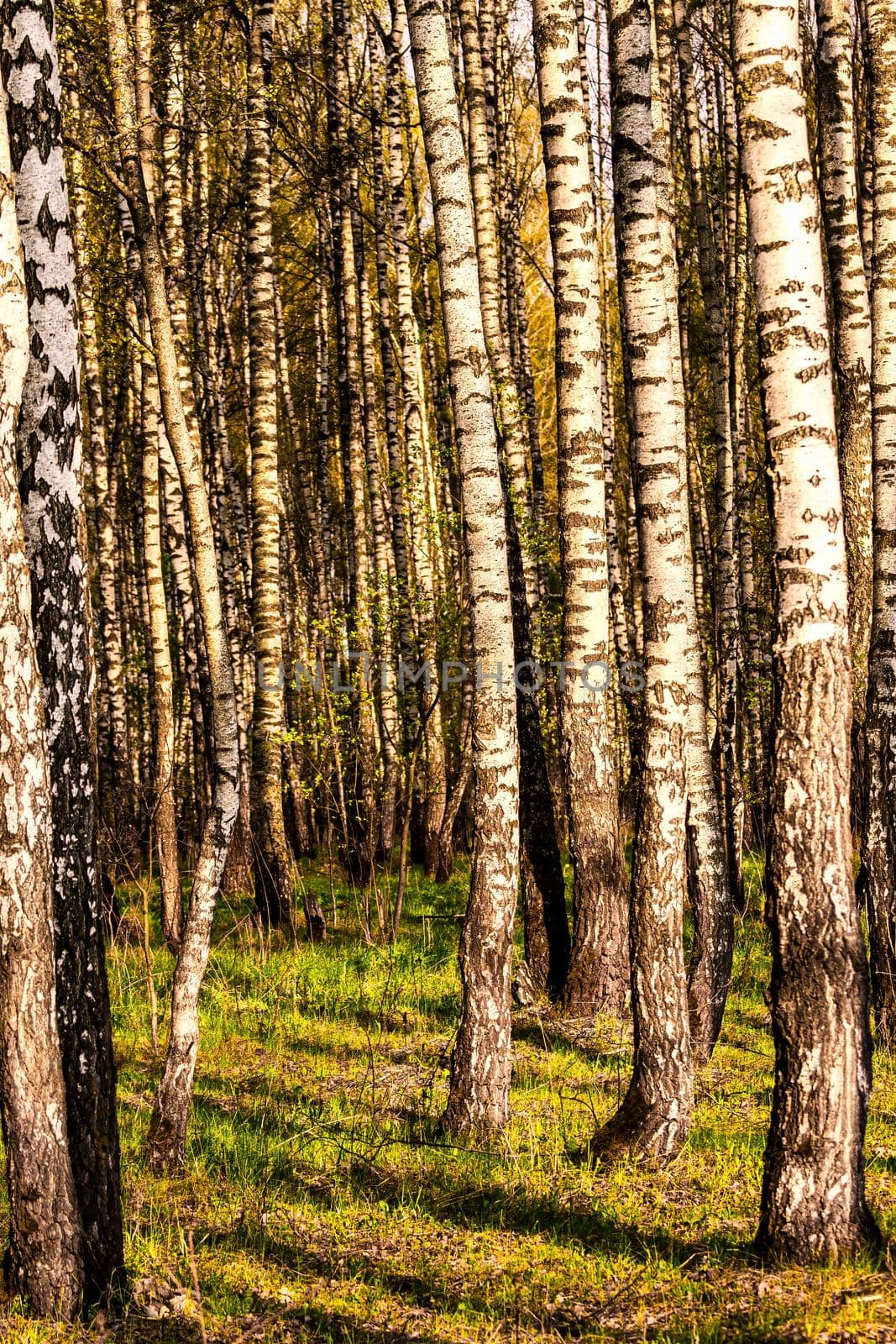 Rows of birch trunks with young foliage, illuminated by the sun at dusk or dawn in spring.