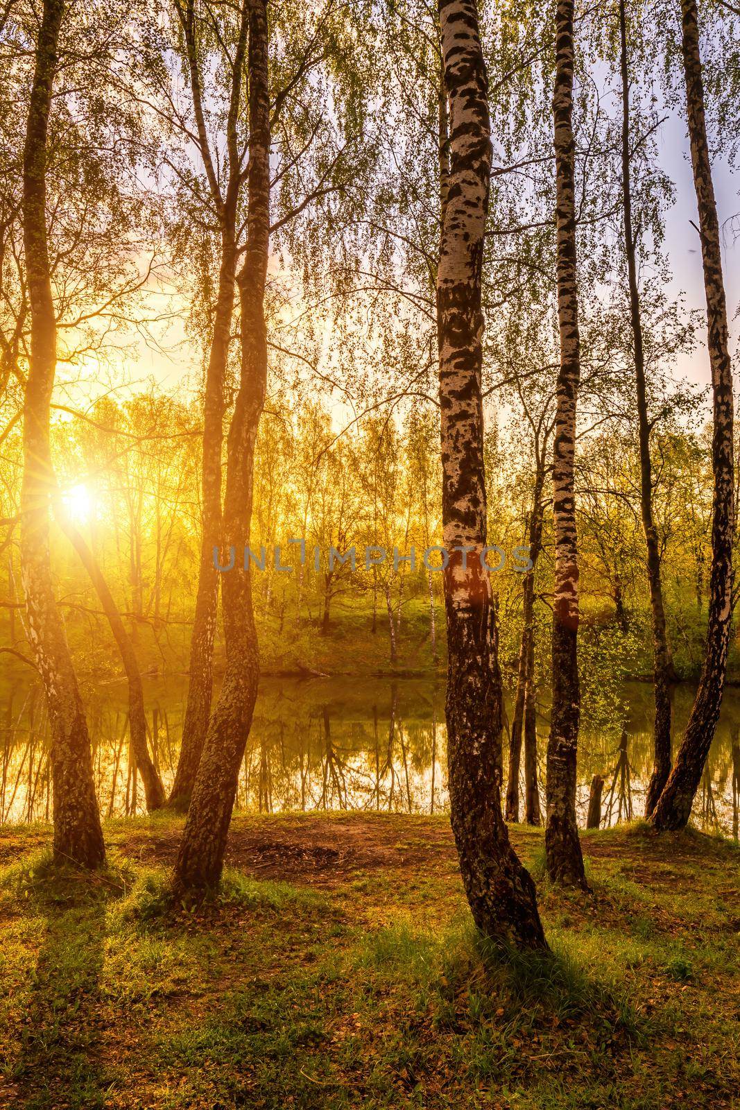 Sun rays cutting through birch trunks in a grove at sunset or sunrise in spring.