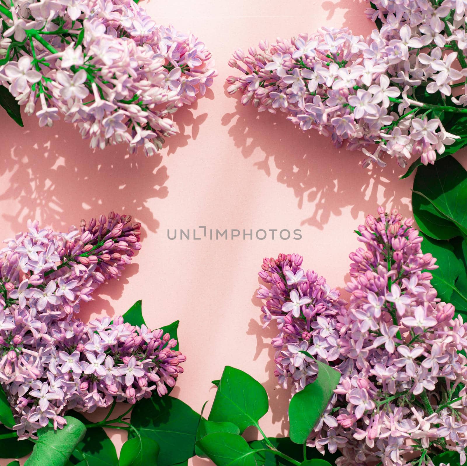 Lilac branch on a pink copyspace background . A flowering branch. Nature
