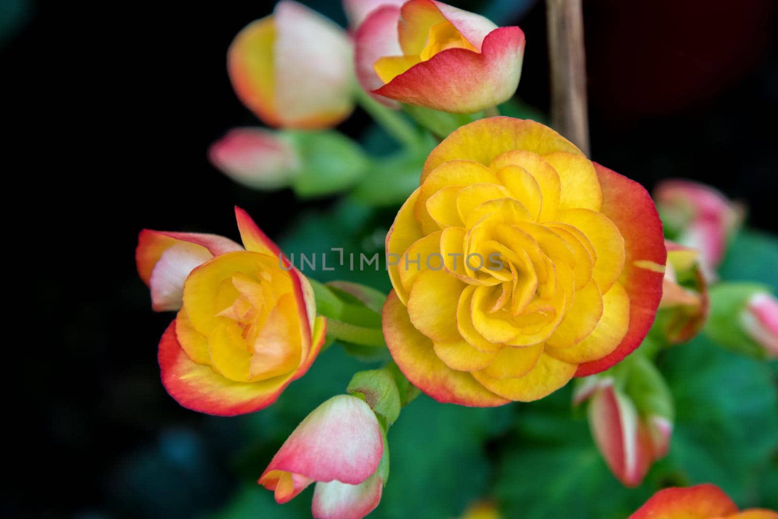 Close-up beautiful yellow and red group Begonia flower