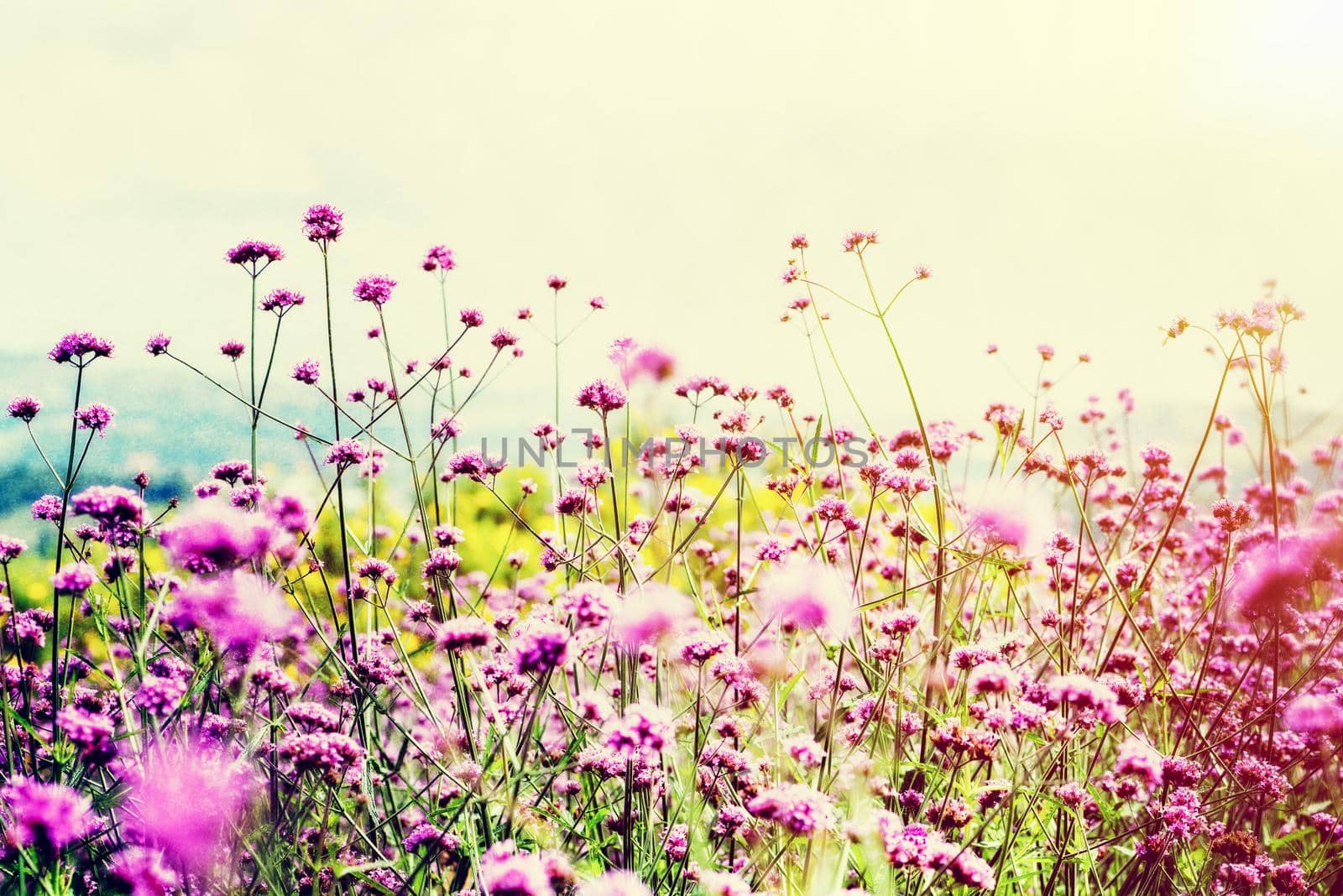Beautiful nature purple flower field of Verbena Bonariensis or Purpletop Vervain under the bright sky and sunlight in the evening for background vintage style in Thailand