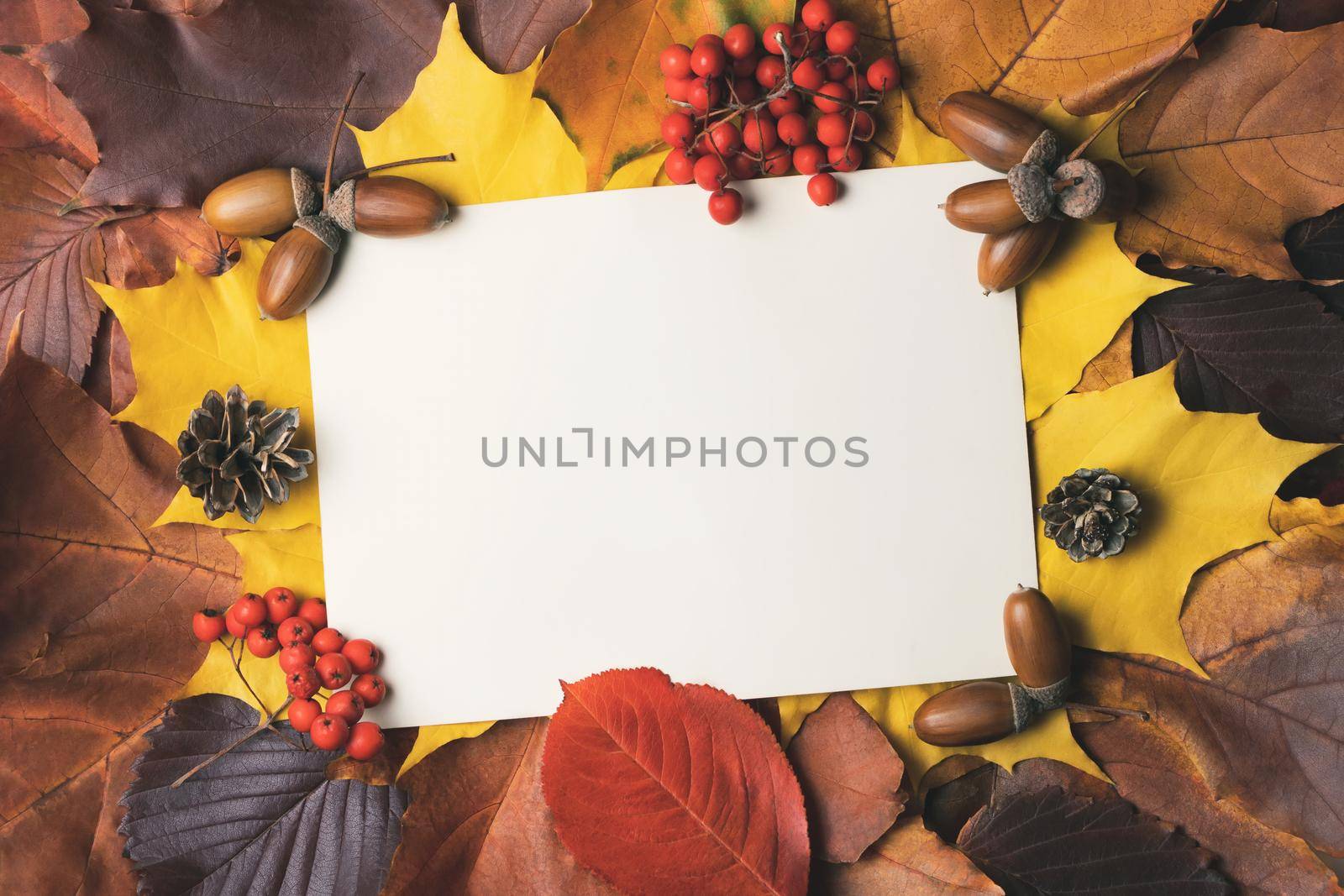 Blank sheet of paper with place for text on colorful autumn leaves. Template for design or postcards.