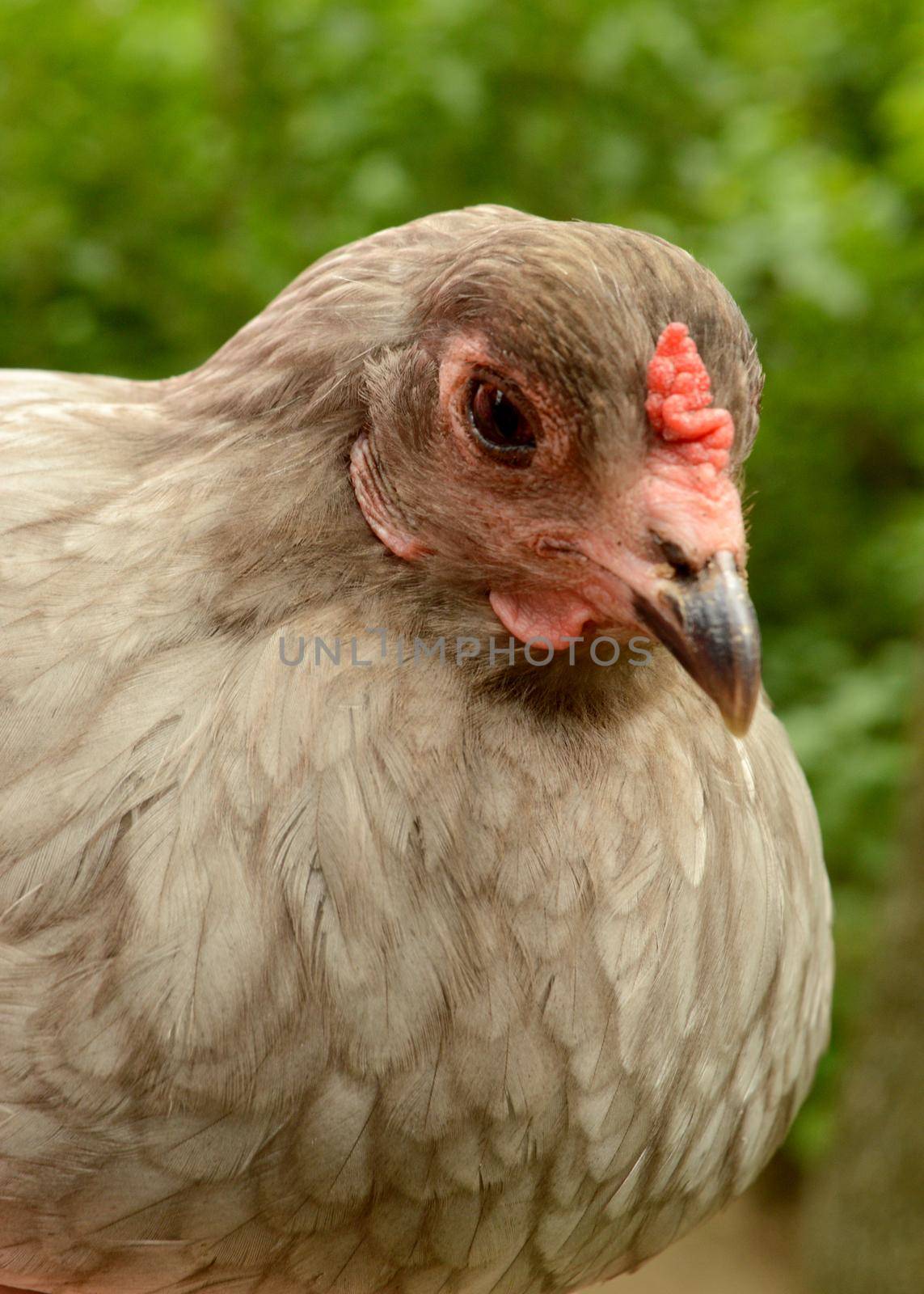 Closeup of a Mother Hen Easter Egger Chicken resting during the daytime hours.