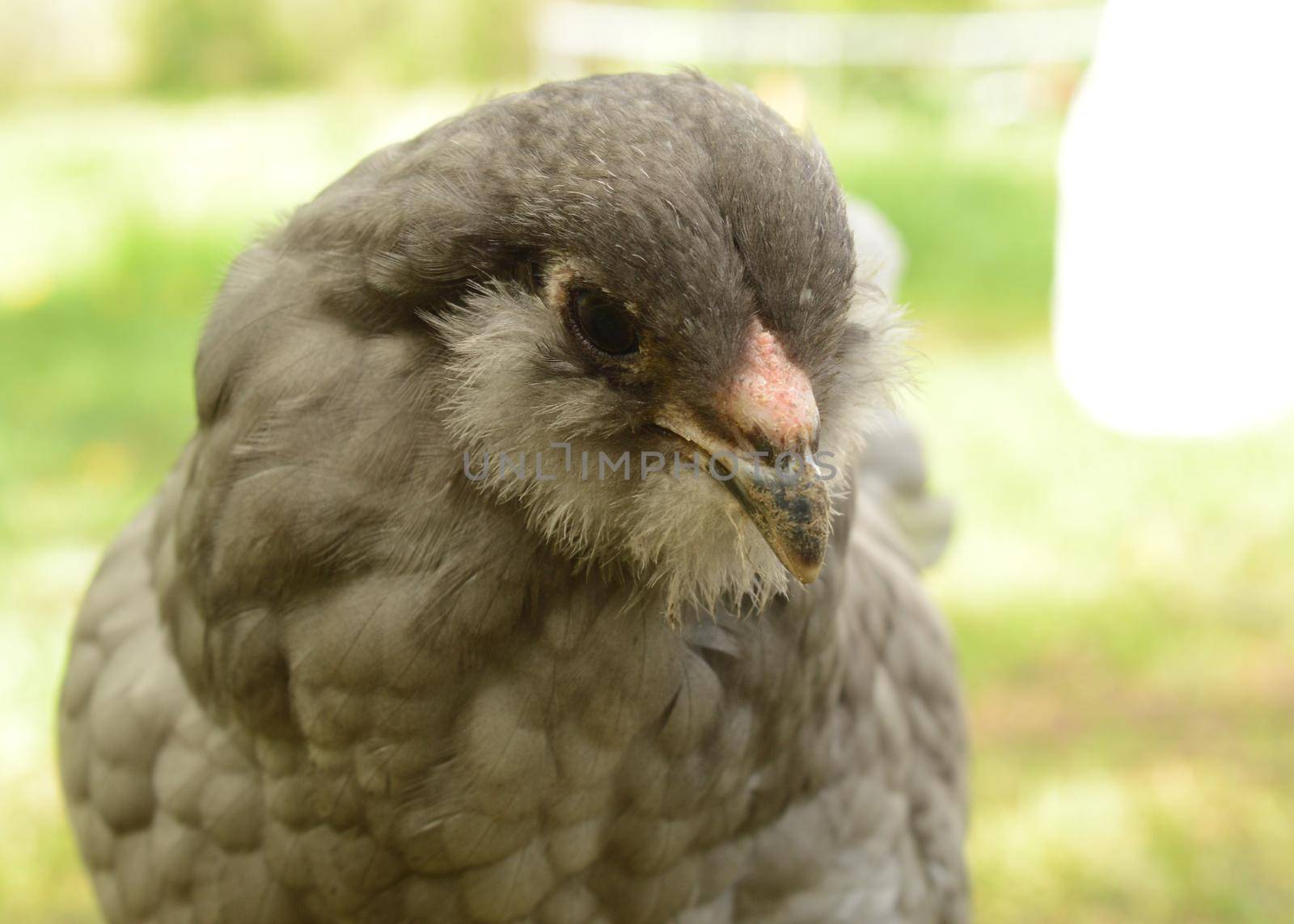 A young few month old chicken with gray feathers curious about the camera during the daytime hours.